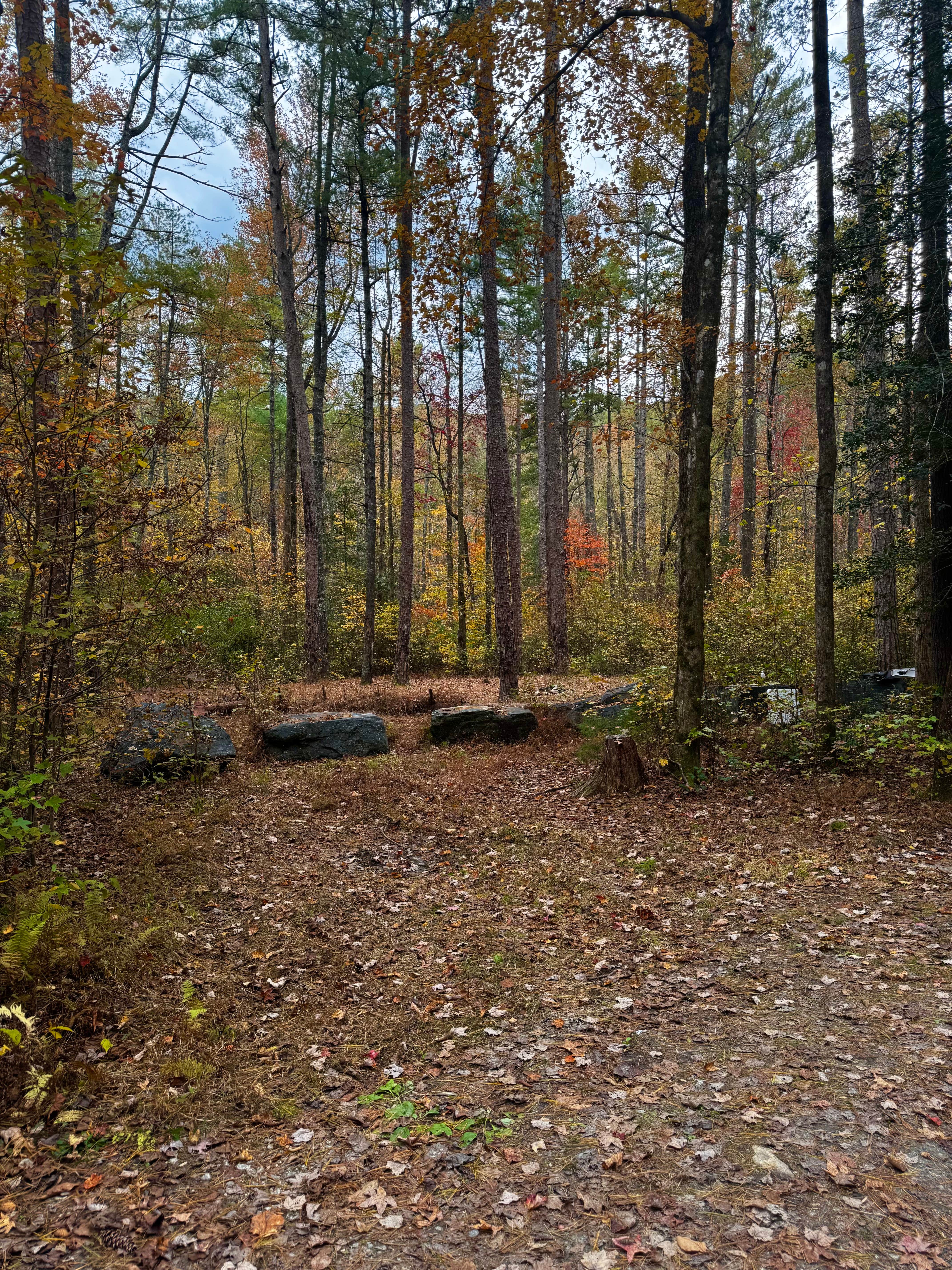 Camper submitted image from National Forest Road/Steele Creek/Nates Place Dispersed Campsite - 5
