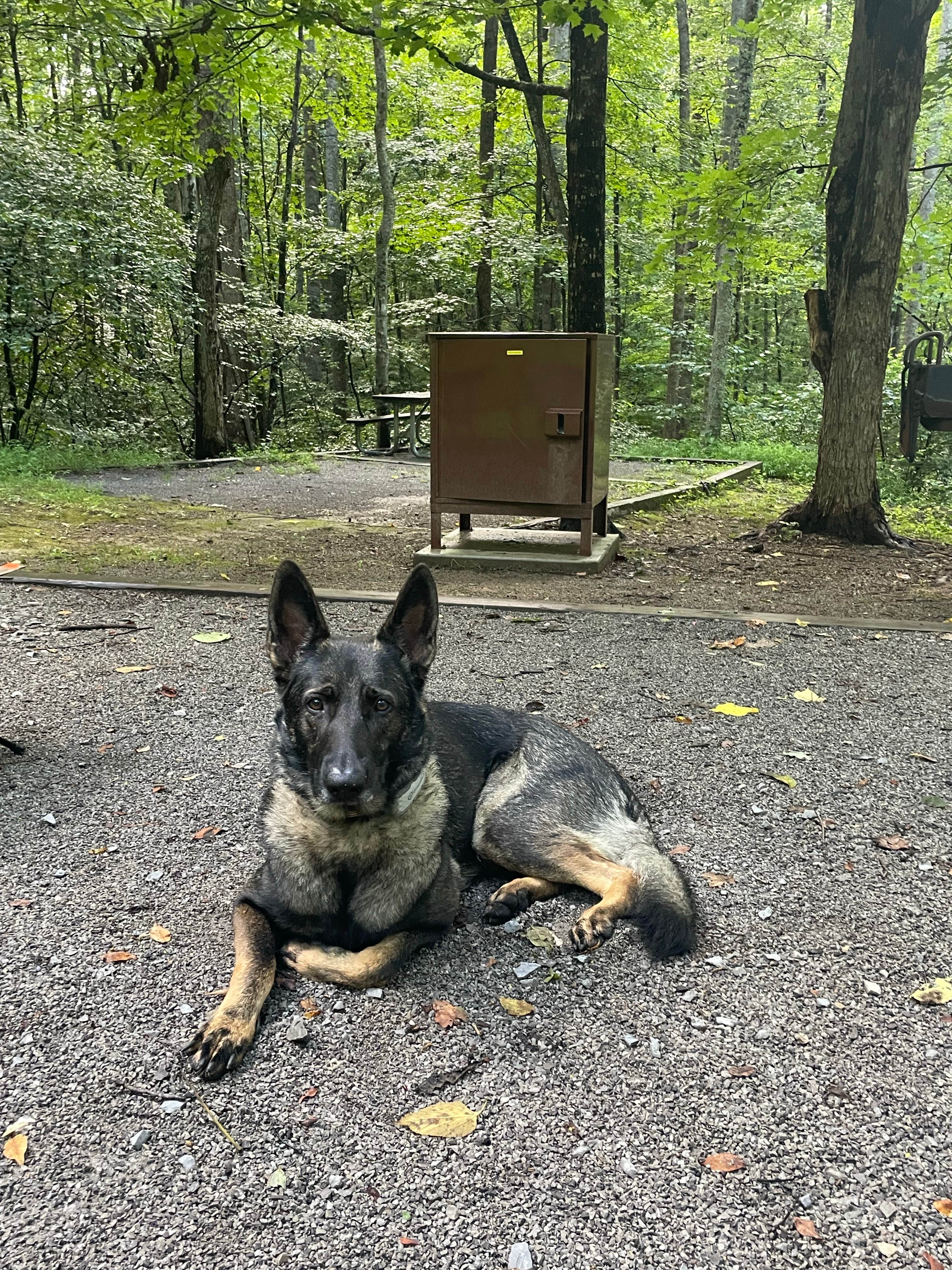 Sarah C.'s photo of camping with pets at Natural Tunnel State Park Primitive Camping — Natural Tunnel State Park near Lynch, KY