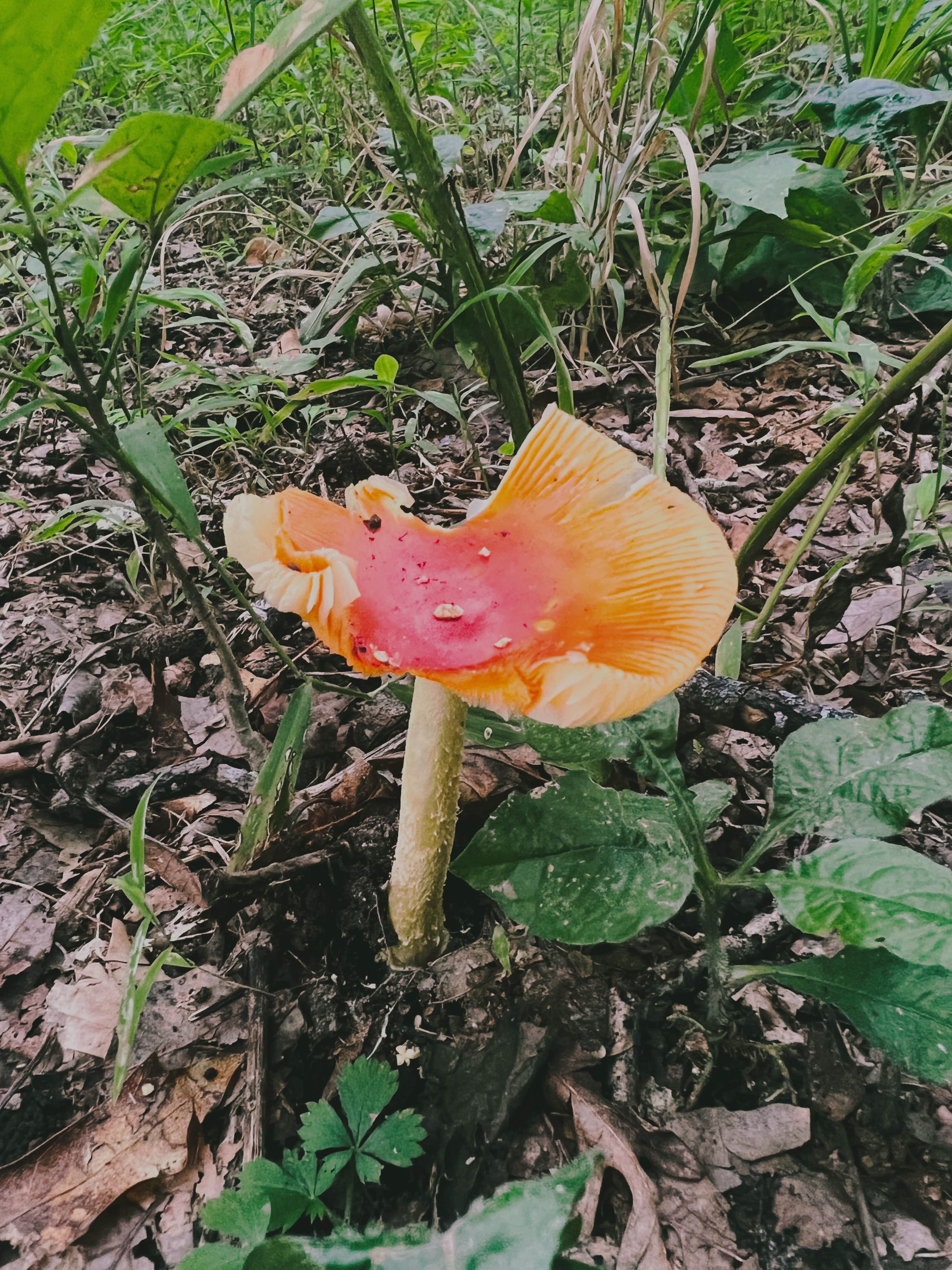 Camper-submitted photo at Cove View Campground — Natural Tunnel State Park near Kingsport, TN