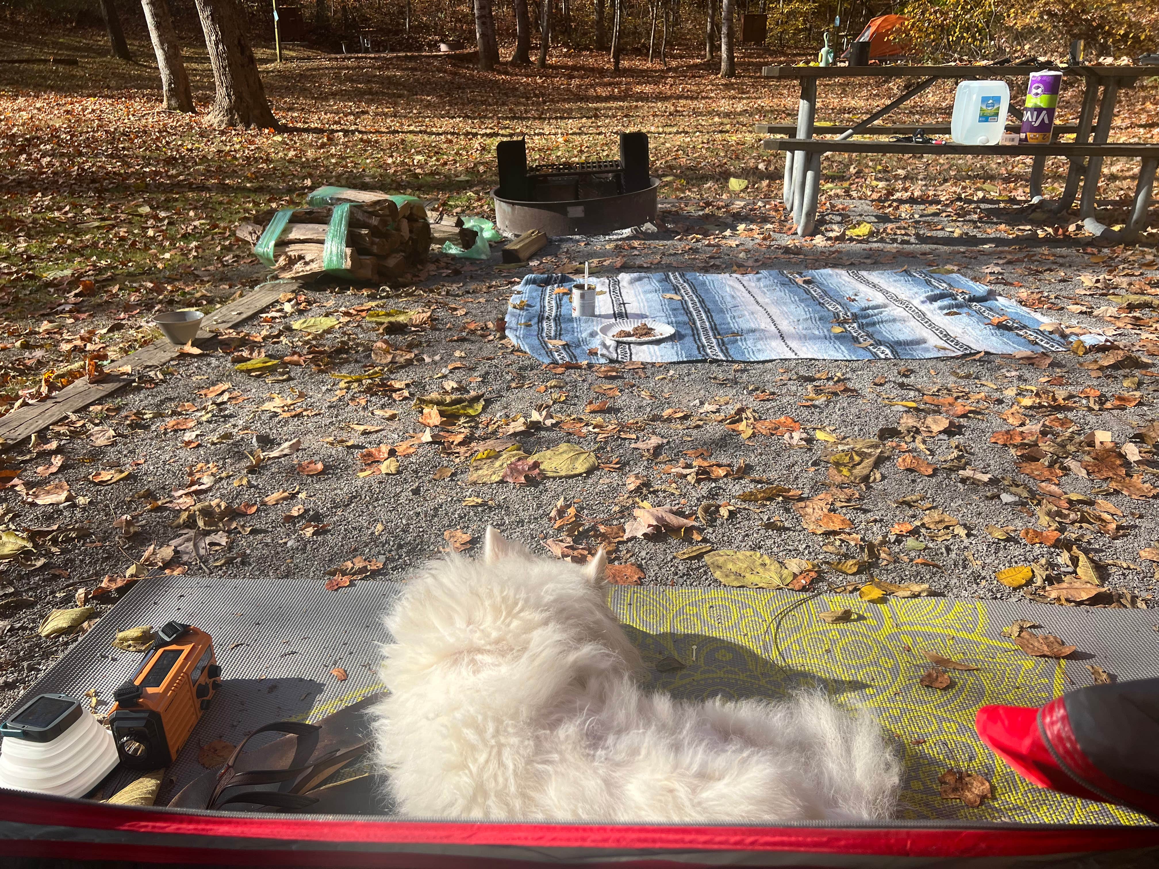 Amethyst B.'s photo of camping with pets at Cove View Campground — Natural Tunnel State Park near Lynch, KY