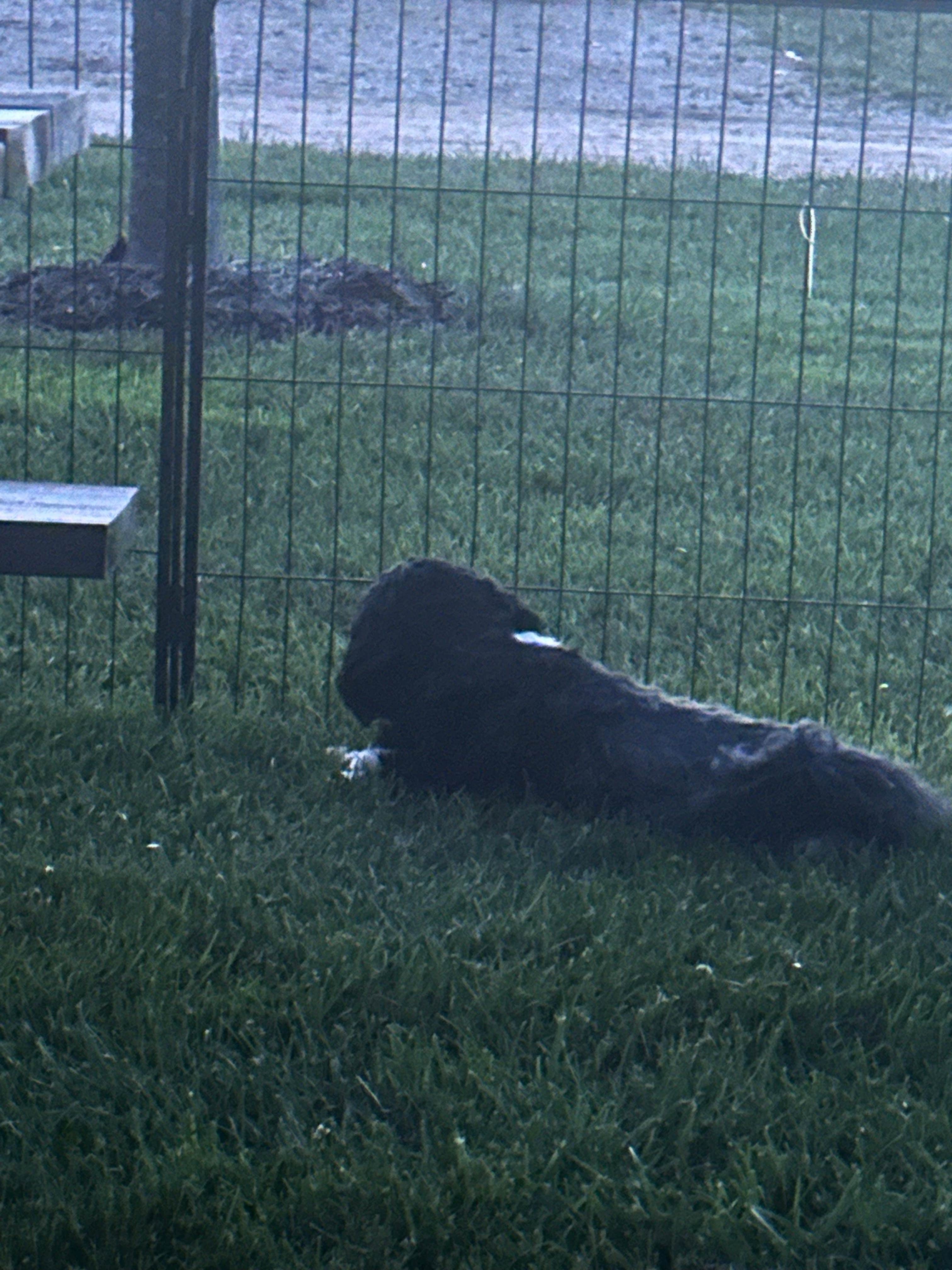 Camper-submitted photo at Nature's Chain of Lakes Campground near Stanton, MI