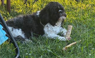 Sukie P.'s photo of camping with pets at Nature's Chain of Lakes Campground near Ionia, MI