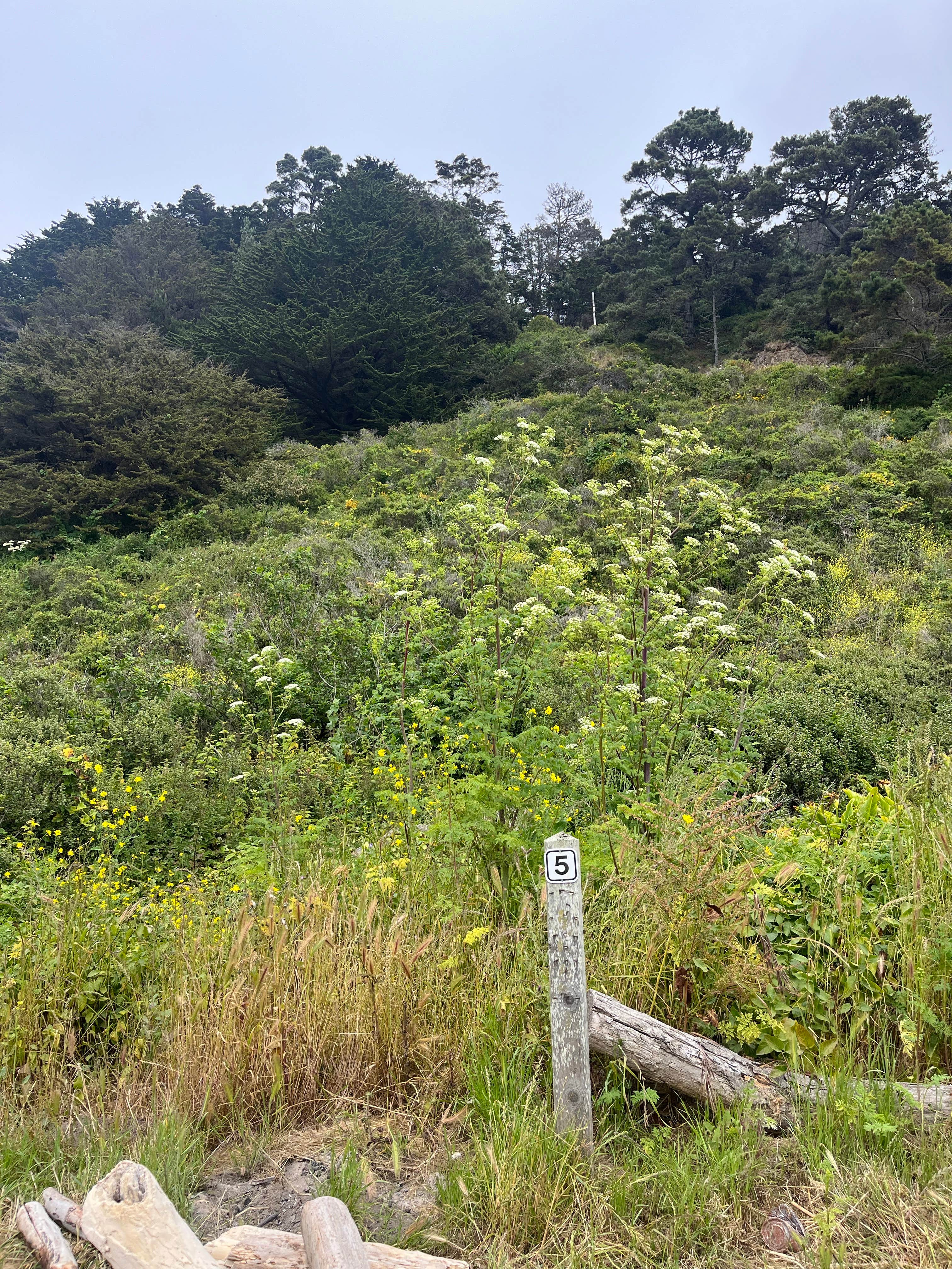 Camper-submitted photo at Navarro Beach Campground — Navarro River Redwoods State Park near Comptche, CA