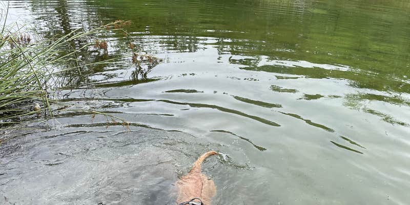 Camper submitted image from Neal's Lodge