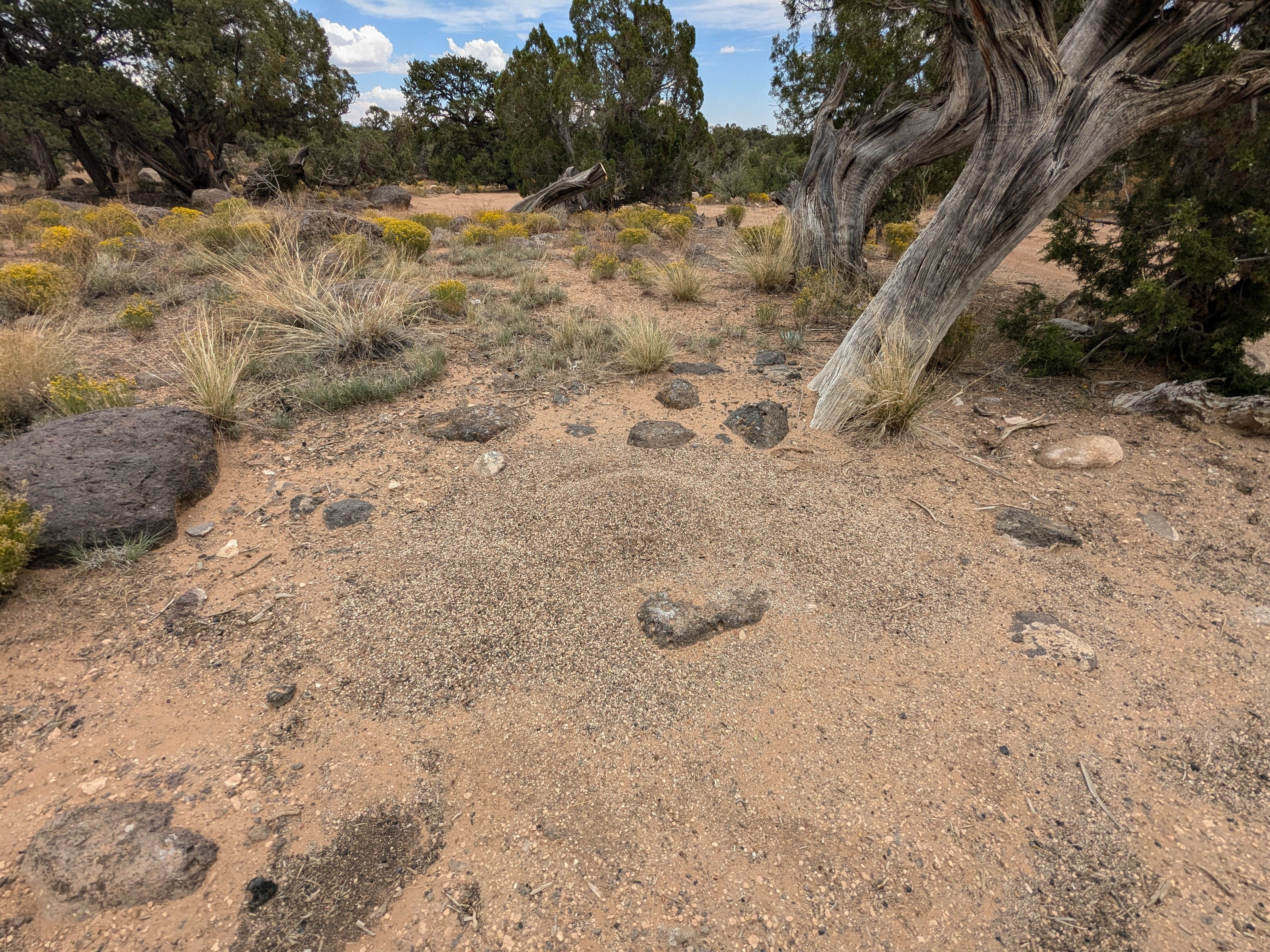 Camper submitted image from Dispersed Campsite near Boulder, Utah - 3