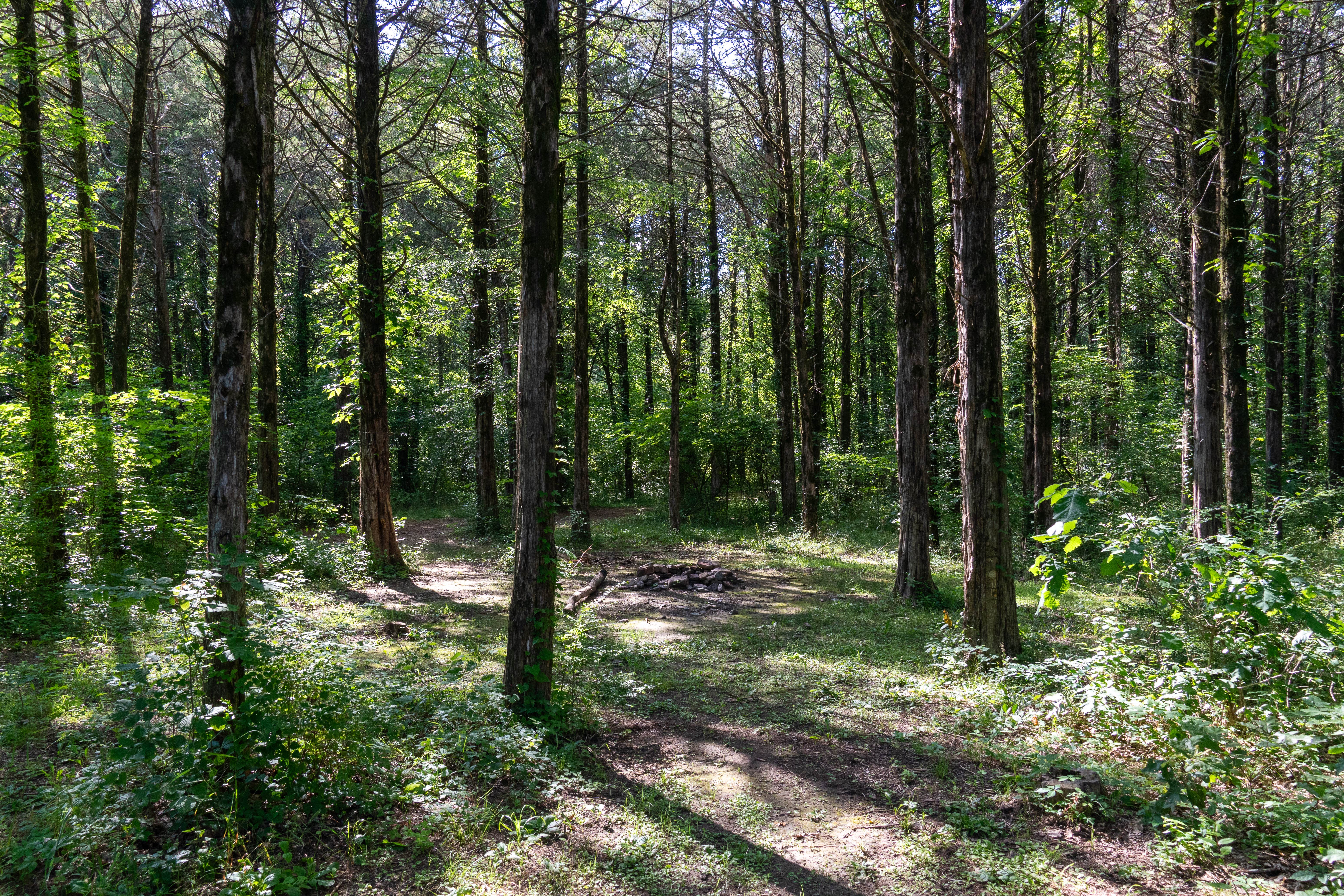 Camper-submitted photo at Dispersed Near Devils Den near Chester, AR
