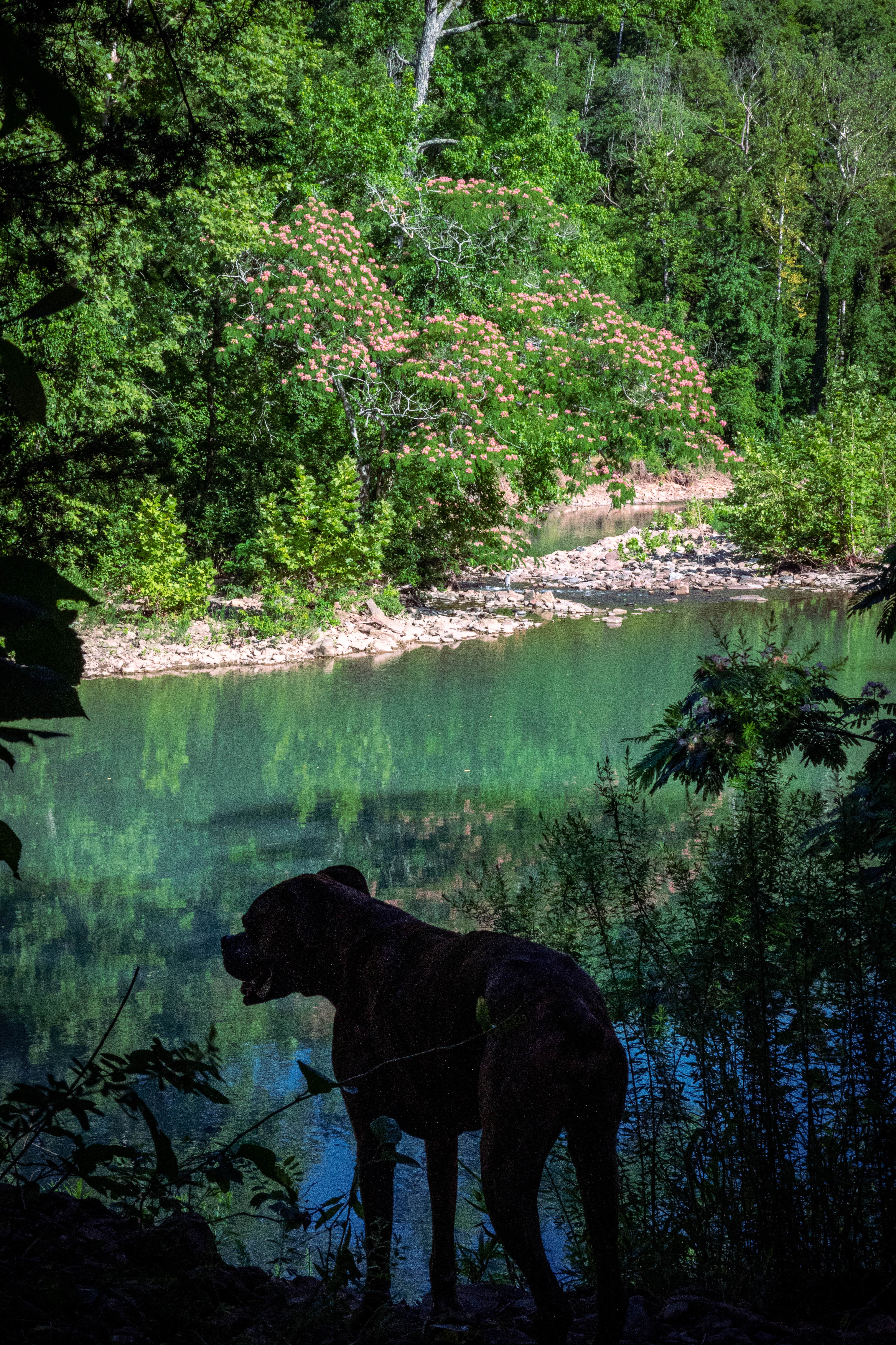 Mack Daddy Van L.'s photo of a dispersed camping area at Dispersed Near Devils Den near Fayetteville, AR