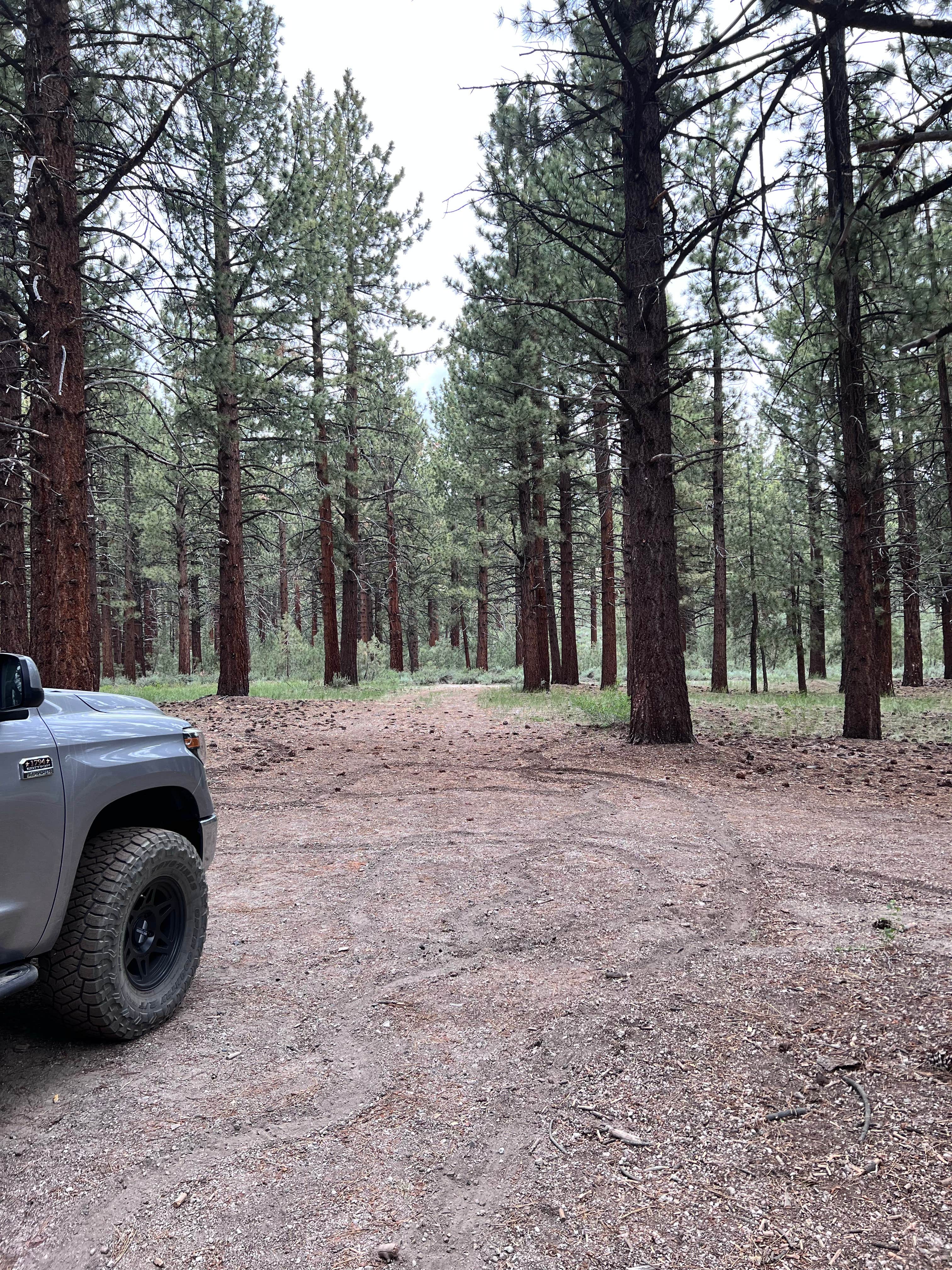 Camper submitted image from Dispersed Camping Near Owen's River Road - 5