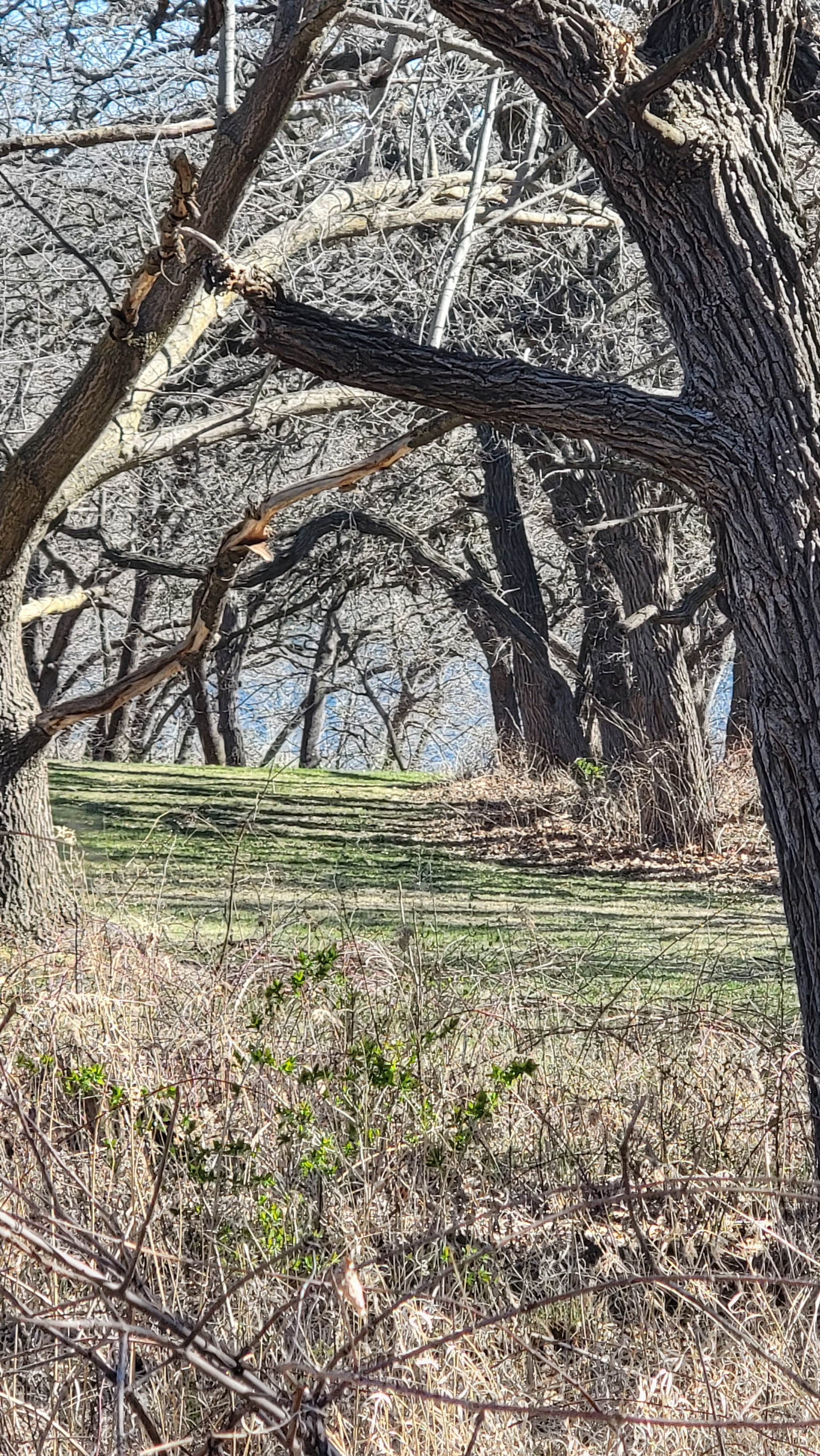 Camper-submitted photo at Grove Lake State Wildlife Area near Royal, NE