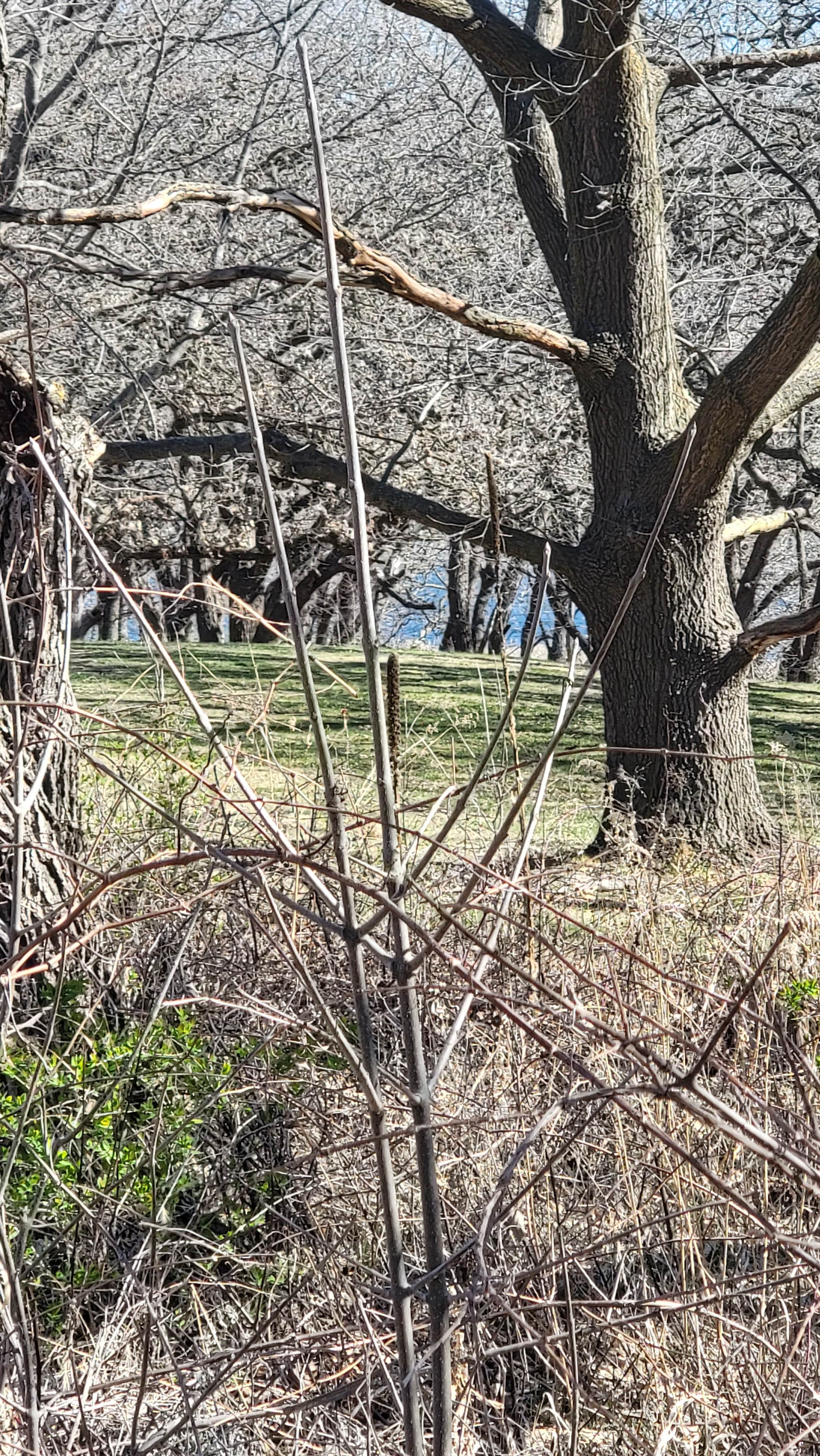 Camper-submitted photo at Grove Lake State Wildlife Area near Royal, NE