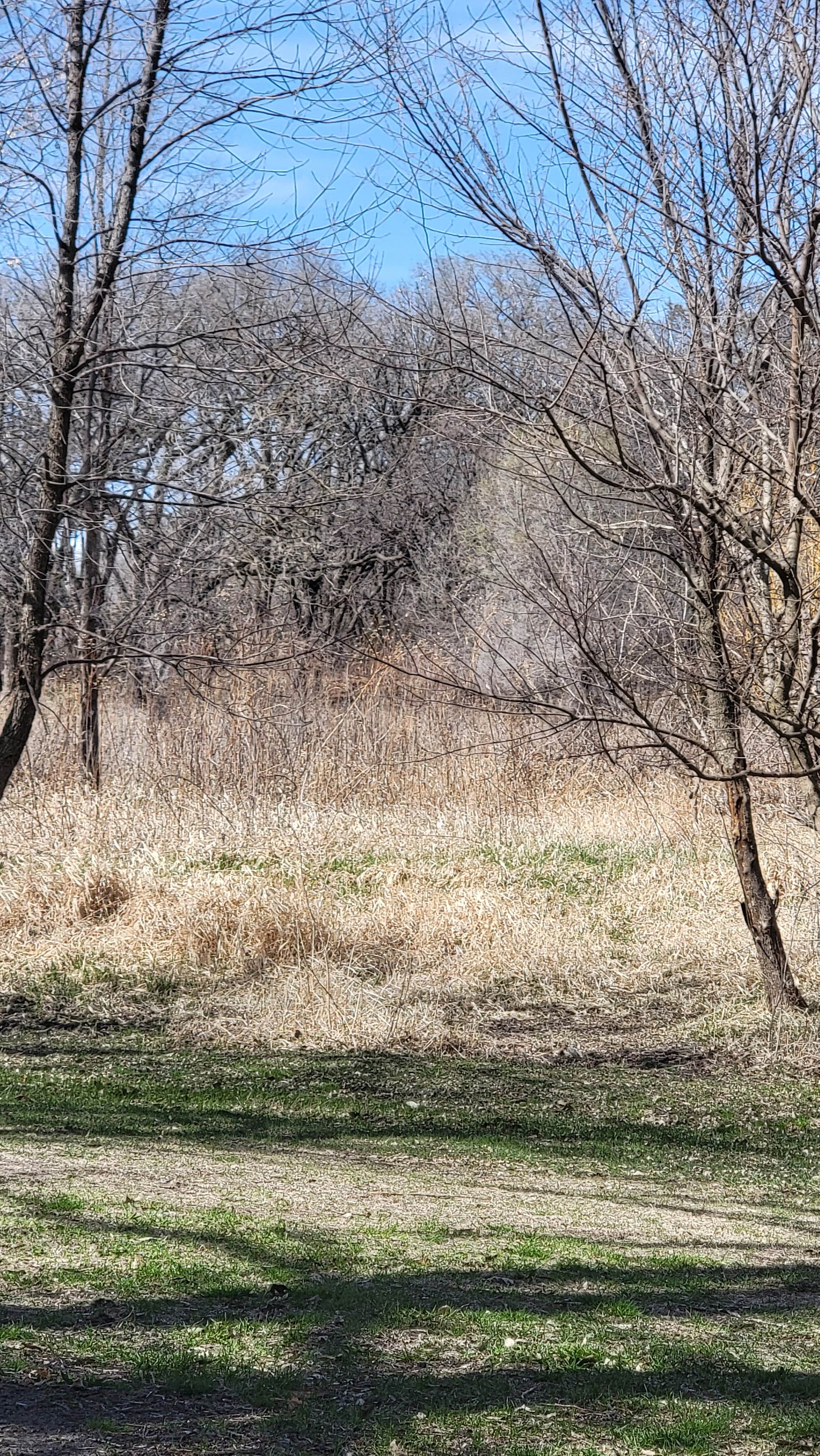 Camper-submitted photo at Grove Lake State Wildlife Area near Royal, NE