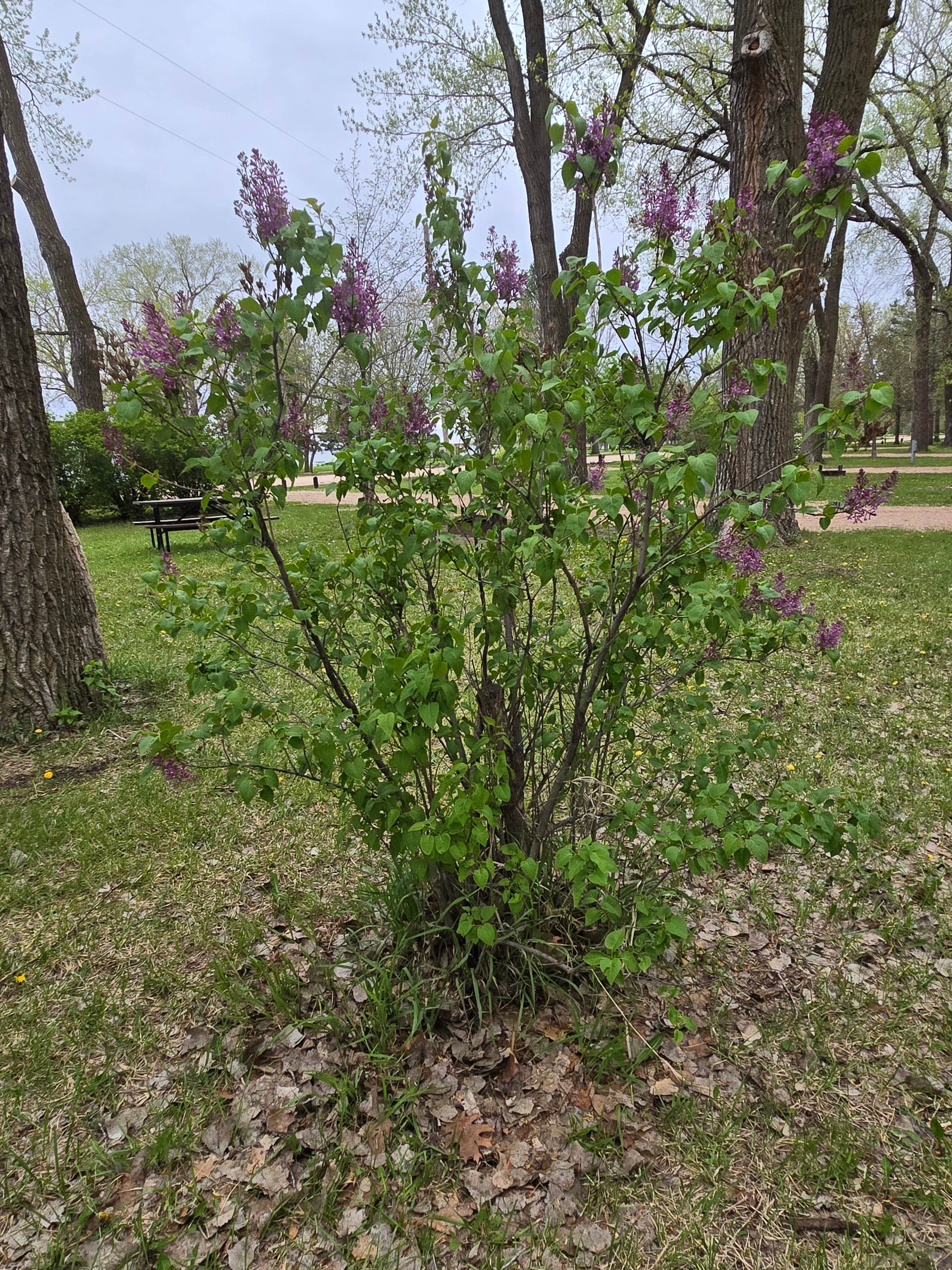 Camper-submitted photo at Main Campground — Johnson Lake State Recreation Area near Elwood, NE
