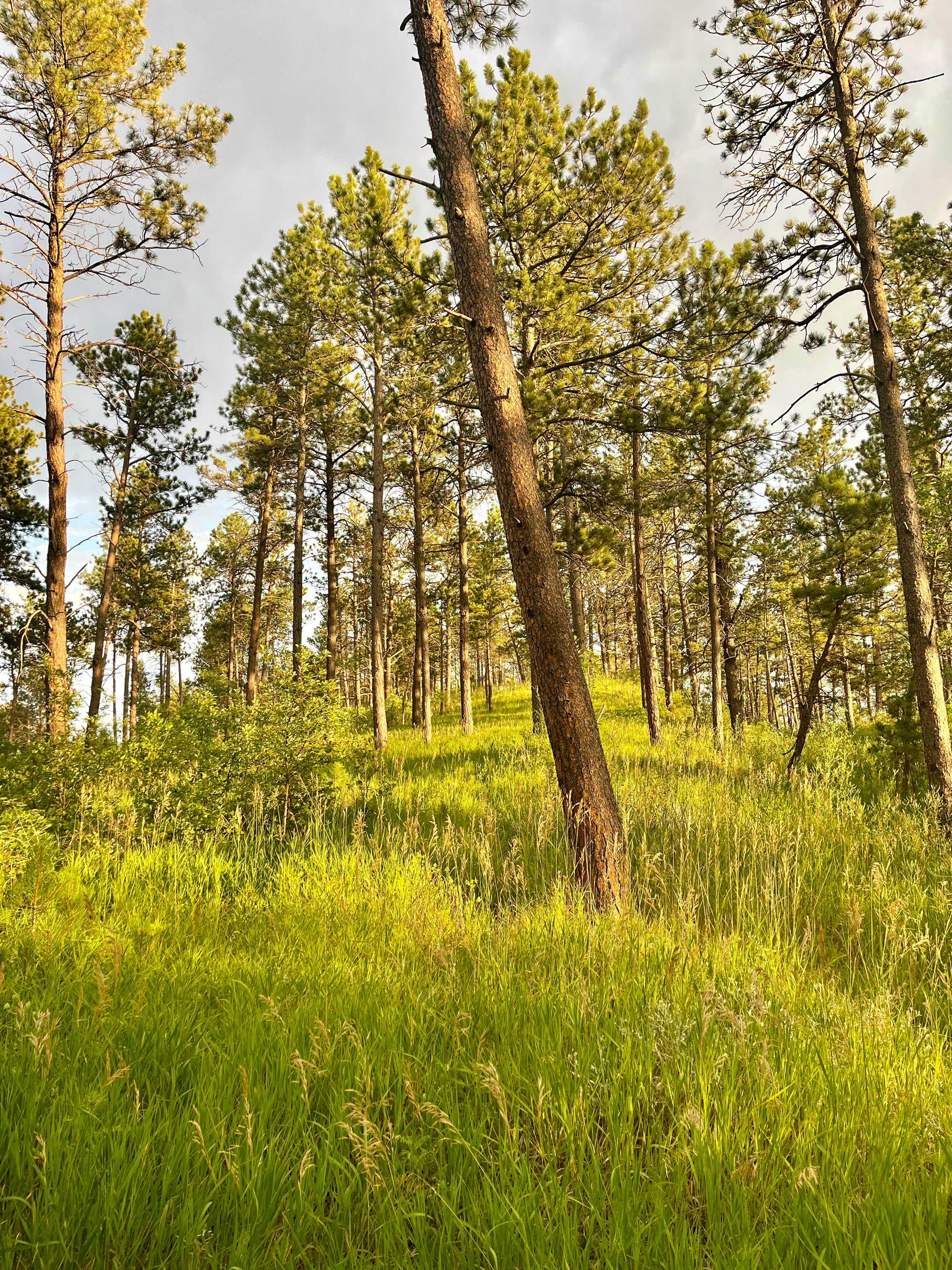 Camper-submitted photo at Red Cloud (Ne) Nebraska Nf — Nebraska National Forests And Grasslands near Nebraska National Forests and Grasslands