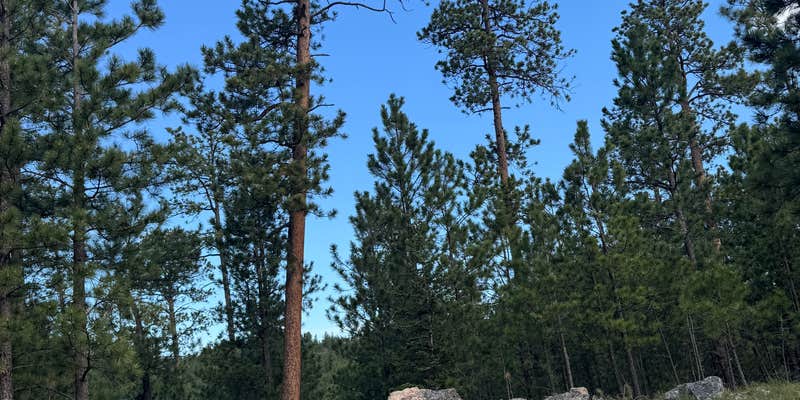 Camper submitted image from Needles Highway Dispersed Site
