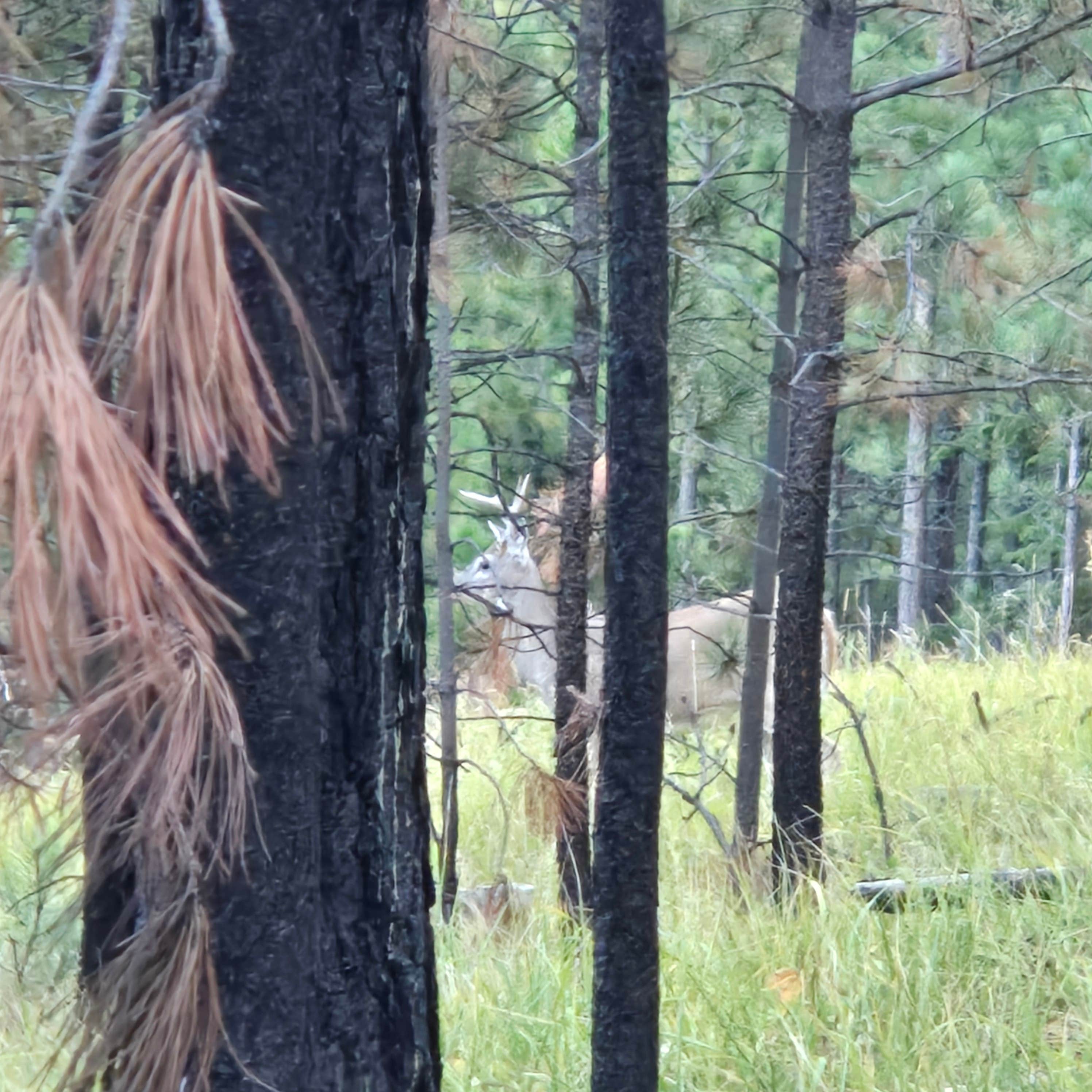 Camper-submitted photo at Needles Highway Dispersed Site near Buffalo Gap, SD