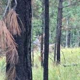 Review photo of Needles Highway Dispersed Site by Matt G., September 22, 2026