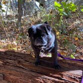 Review photo of Neff Treehouse by Mt Hope by Janet R., June 19, 2024