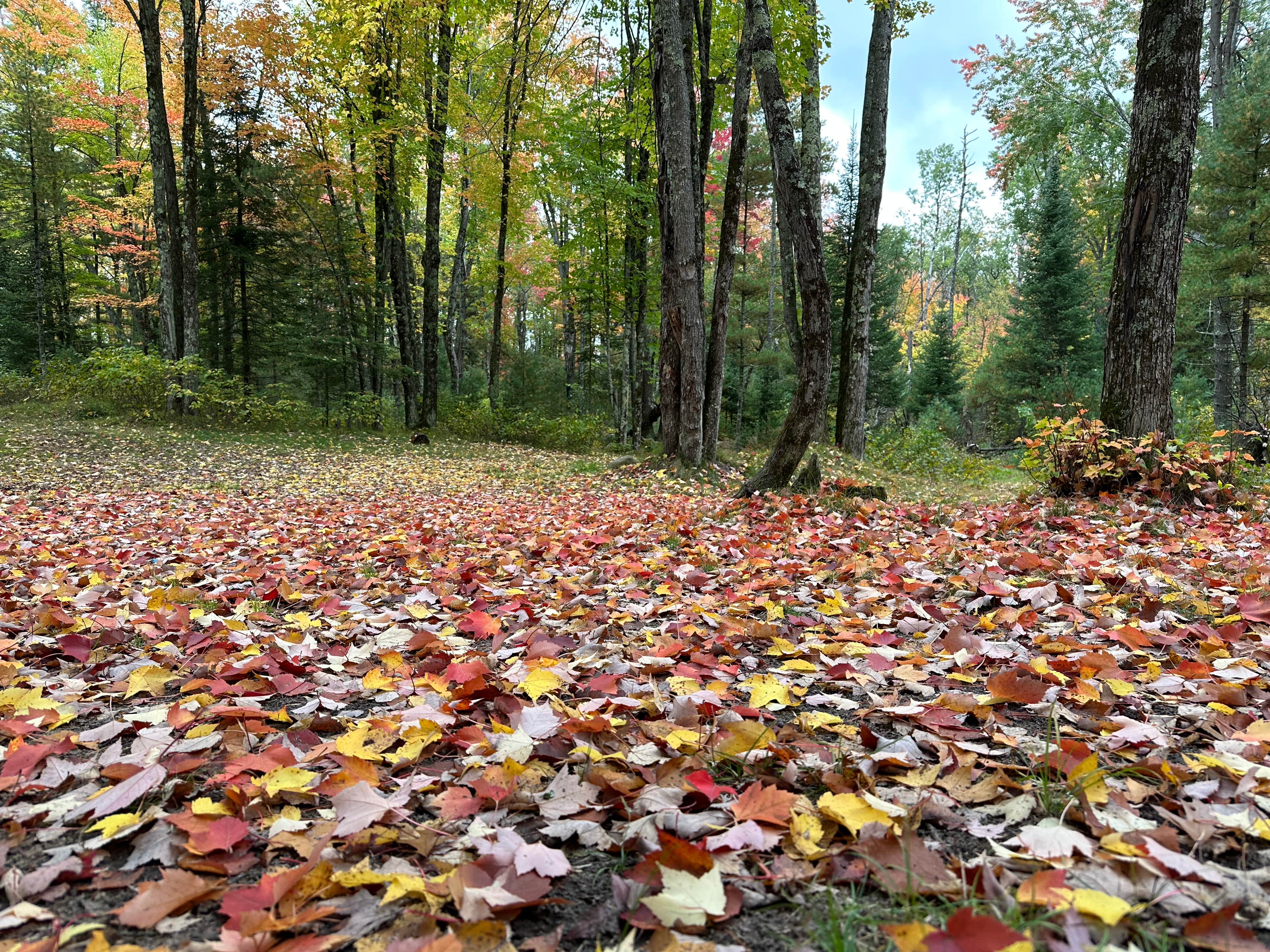 Camping near Heavens Up North Family Campground: Nelligan Lake, Mountain, Wisconsin