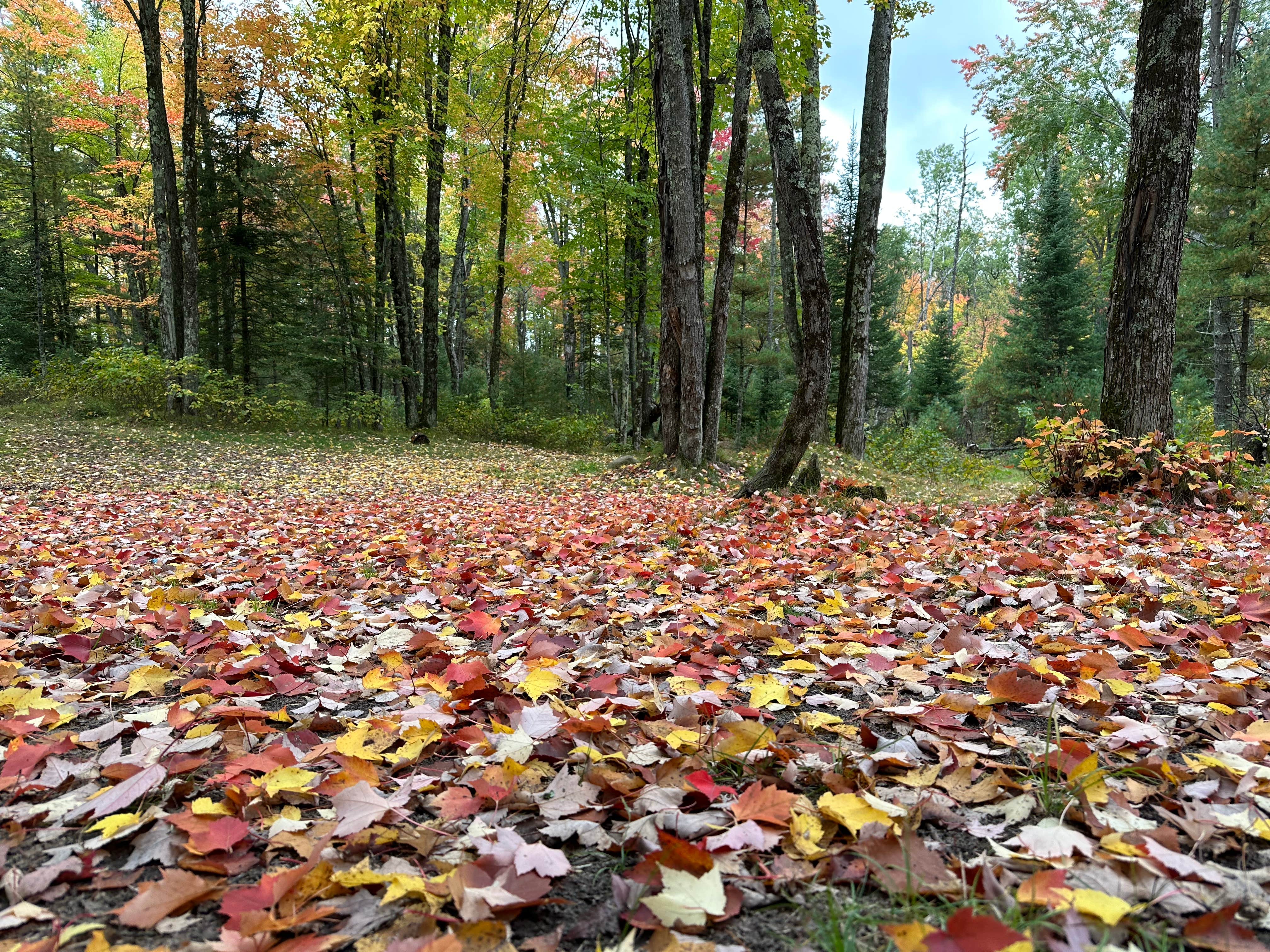 Camper submitted image from Nelligan Lake - 1