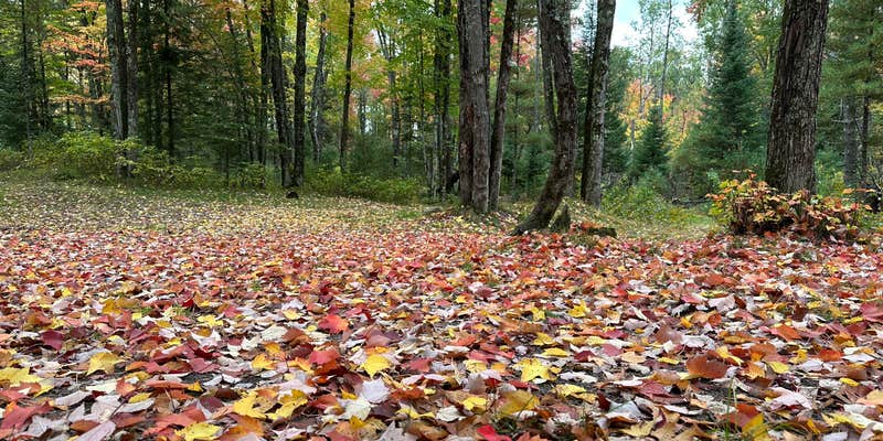 Camper submitted image from Nelligan Lake