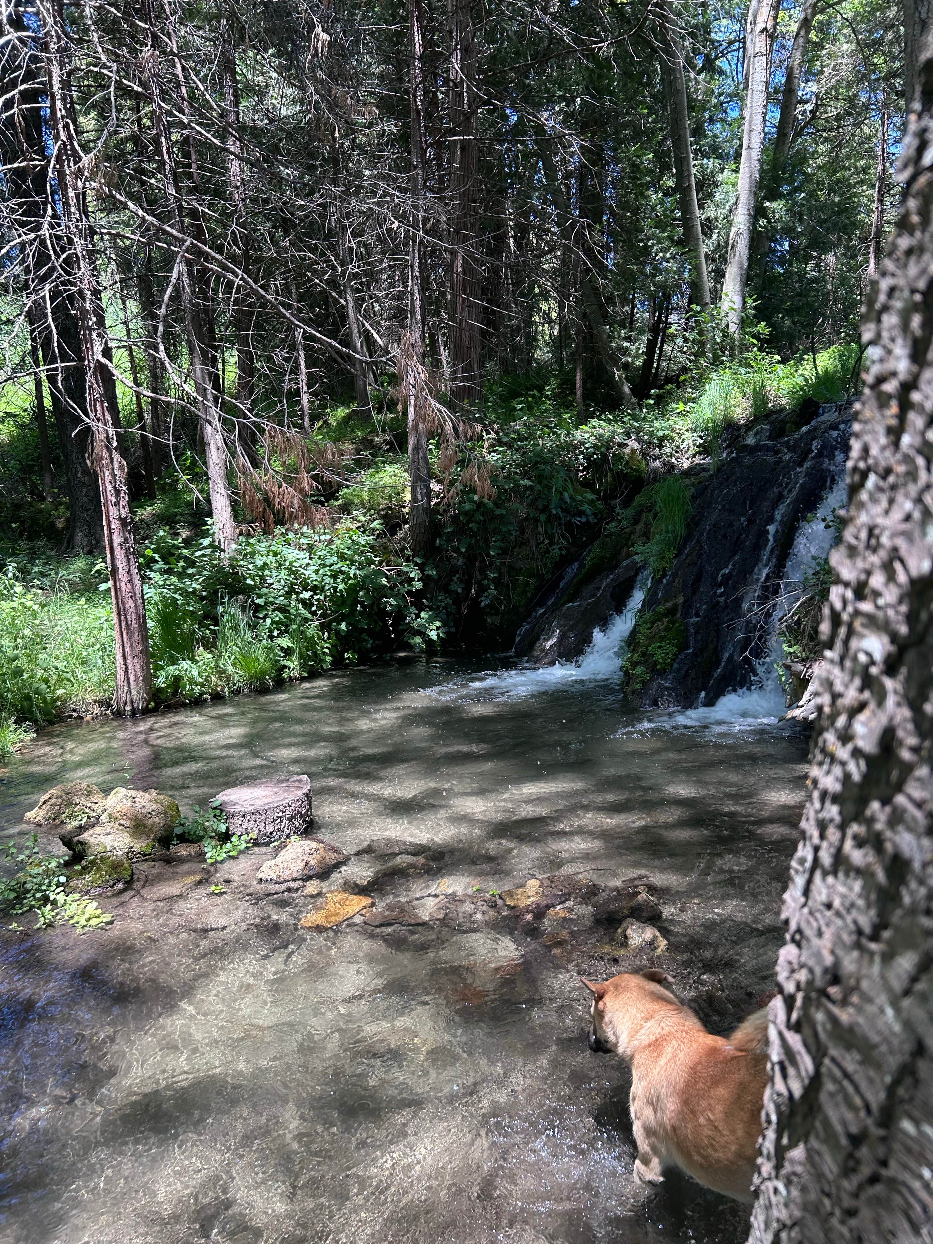 Cristina H.'s photo of camping with pets at Nelson Falls RV Park near Sunland, CA