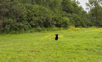 Lauren M.'s photo of camping with pets at Nelson Lake near Hazen, ND