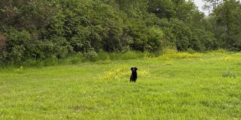 Camper submitted image from Nelson Lake