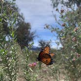 Review photo of Boulder Beach Campground — Lake Mead National Recreation Area by Beverley G., April 23, 2026