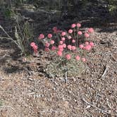 Review photo of Elk Flat Campground — Cave Lake State Park by Amy H., June 20, 2024