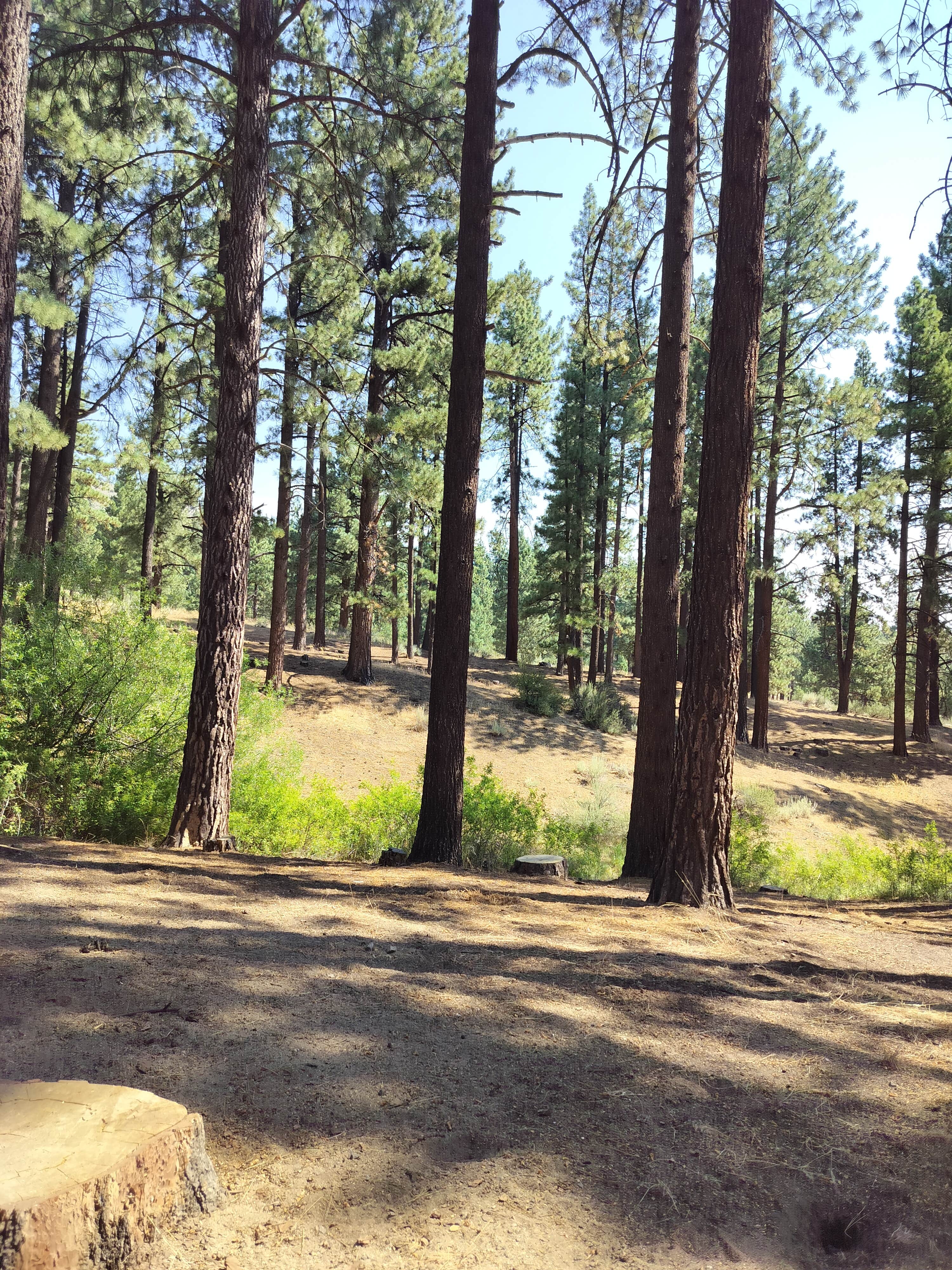 Camper-submitted photo at Davis Creek Regional Park near Virginia City, NV