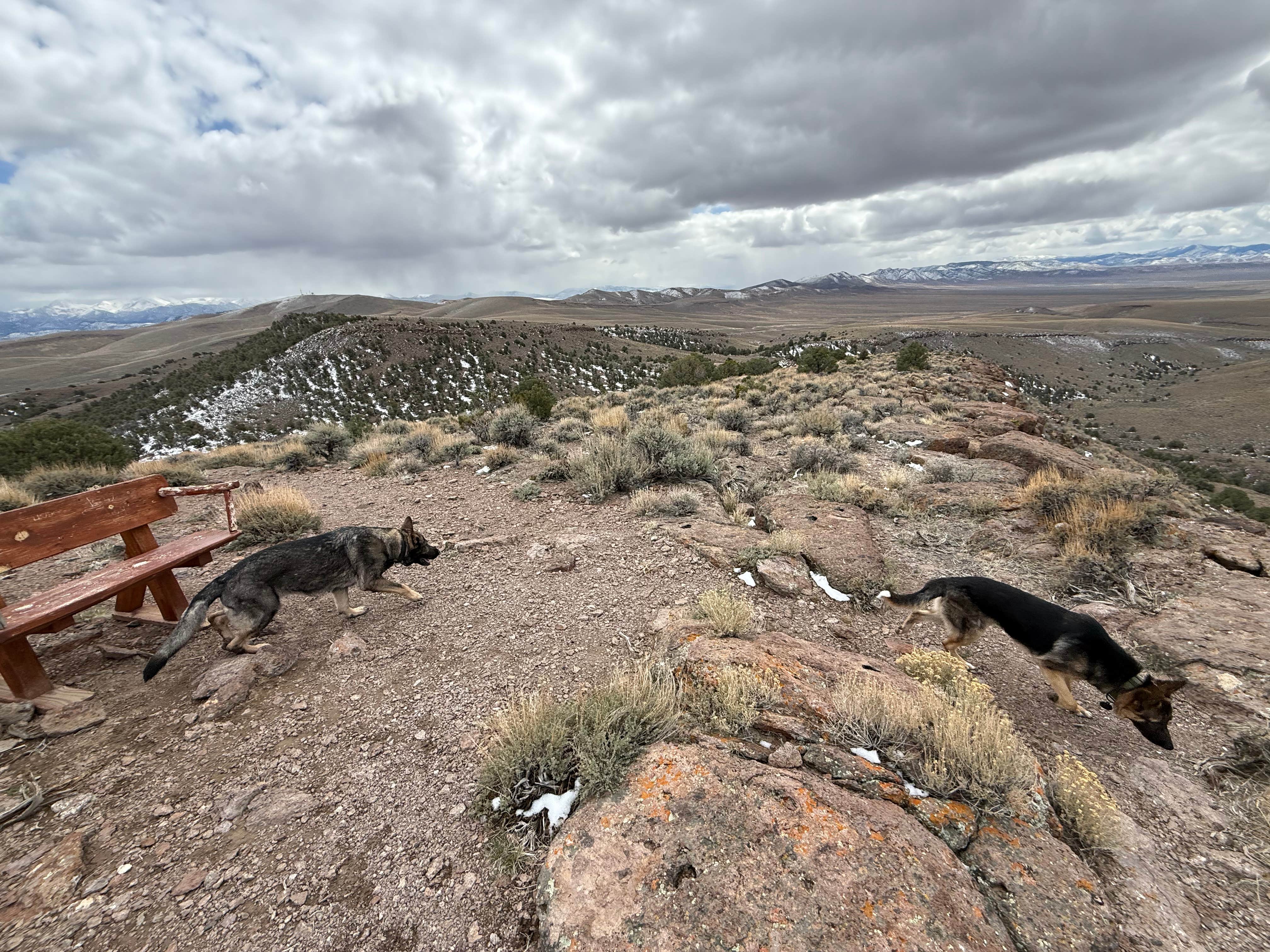 Bradley B.'s photo of camping with pets at Hickison Petroglyph near Austin, NV