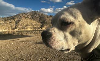 Patricia I.'s photo of camping with pets at Illipah Reservoir Recreation Area near Humboldt-Toiyabe National Forest