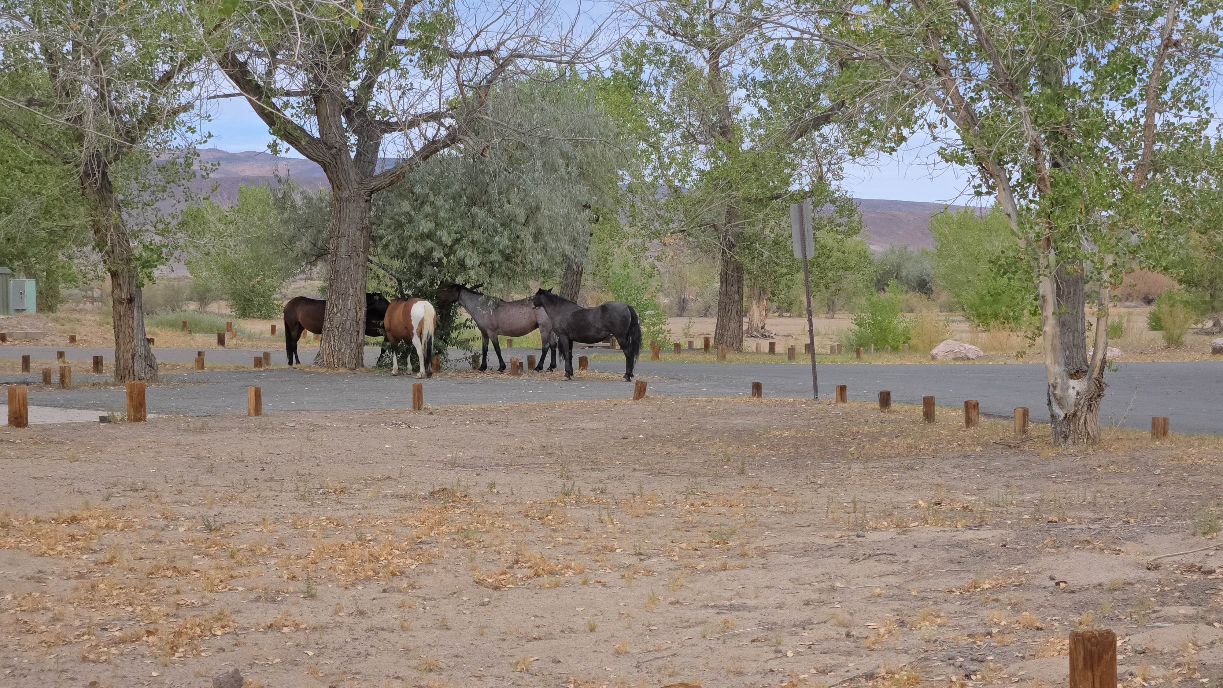 Daniel E.'s photo of camping with a horse at Developed 7 — Lahontan State Recreation Area near Wellington, NV