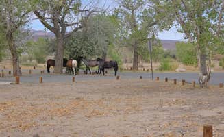Daniel E.'s photo of camping with a horse at Developed 7 — Lahontan State Recreation Area near Dayton, NV