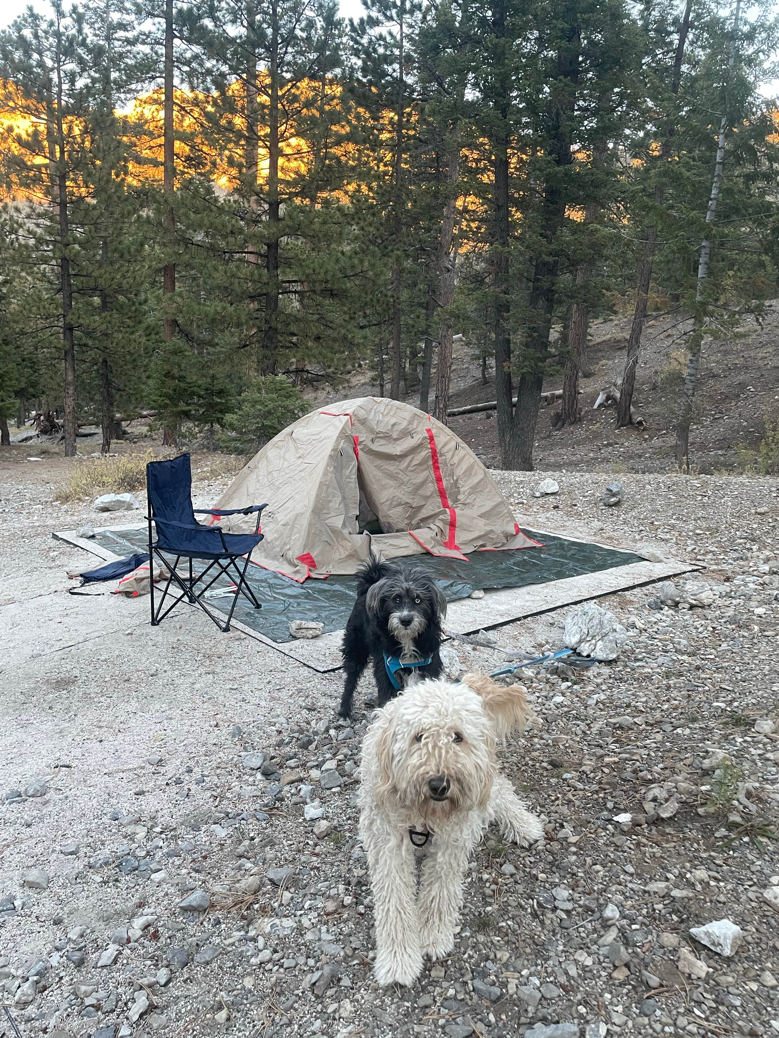 Restituto F.'s photo at McWilliams Campground near Blue Diamond, NV
