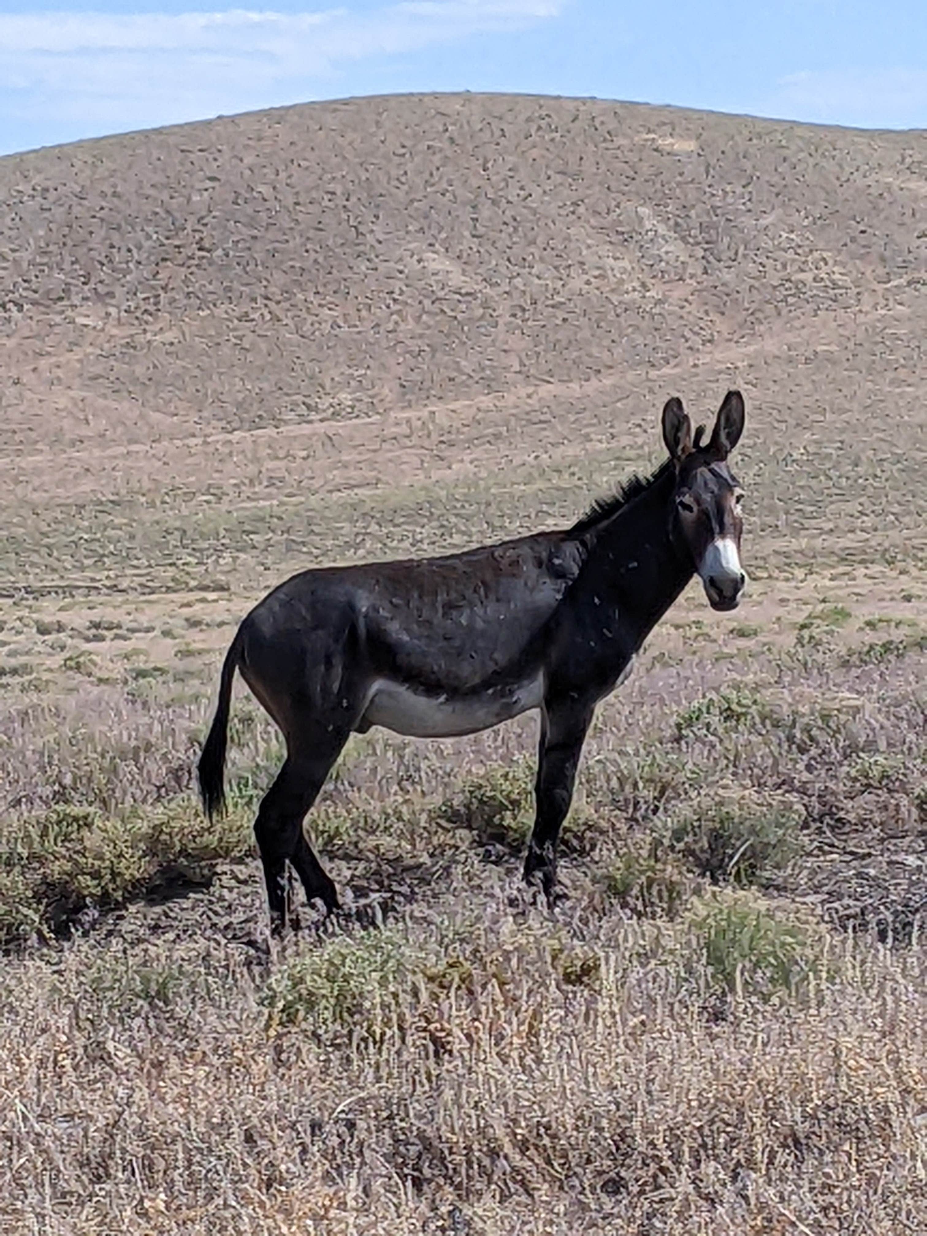 Linda L.'s photo of camping with a horse at Mill Creek Recreation Area in Nevada