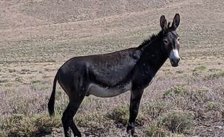 Linda L.'s photo of camping with a horse at Mill Creek Recreation Area in Nevada