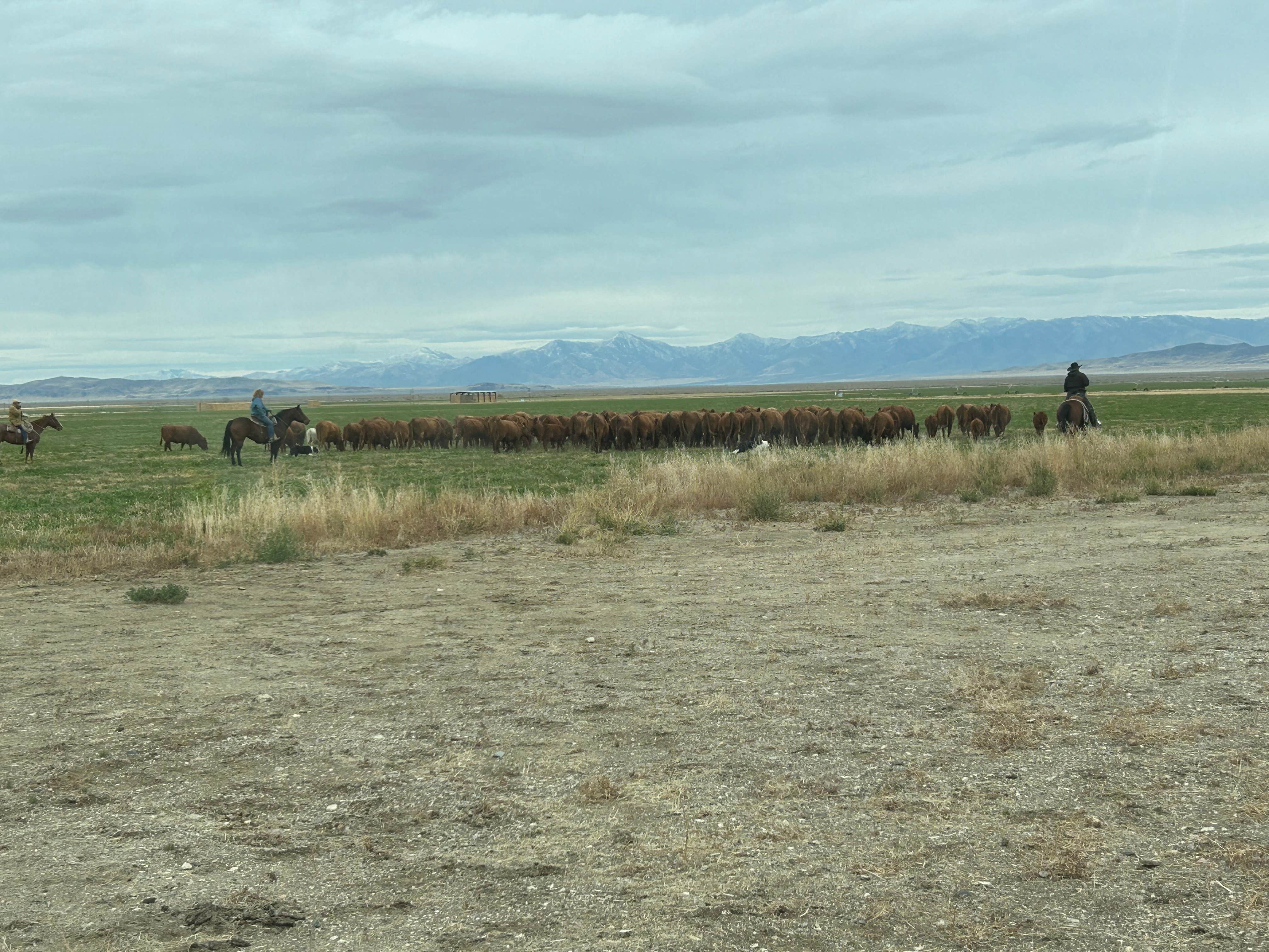 Debbie H.'s photo of camping with a horse at Sportsman's Beach in Nevada
