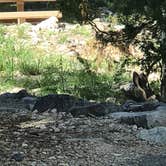 Review photo of Upper Lehman Creek Campground — Great Basin National Park by Patricia N., September 24, 2024