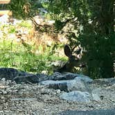 Review photo of Upper Lehman Creek Campground — Great Basin National Park by Patricia N., September 24, 2024