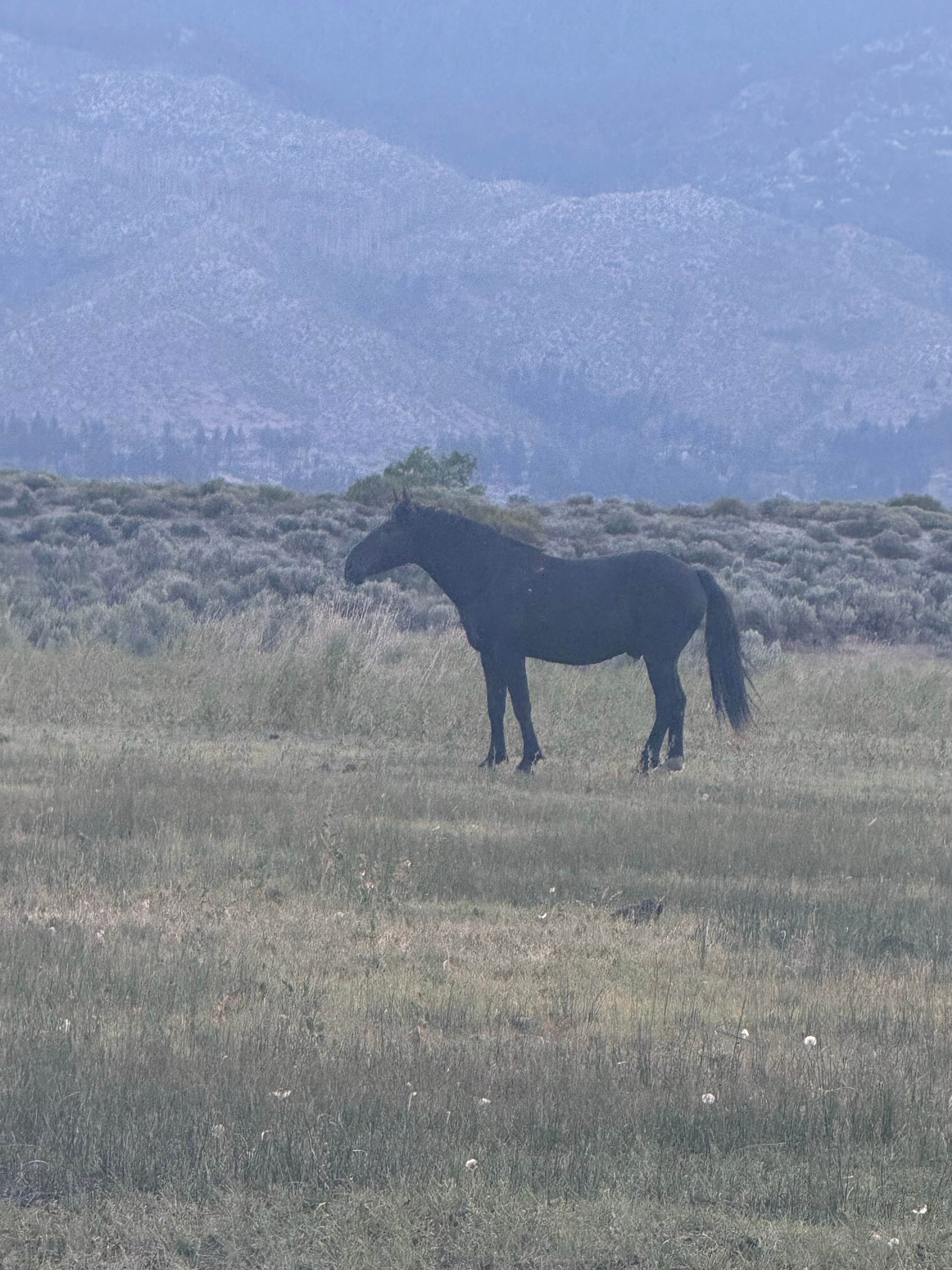 Dominique J.'s photo of camping with a horse at Washoe Lake State Park Campground near Markleeville, CA