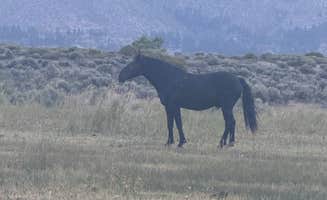 Dominique J.'s photo of camping with a horse at Washoe Lake State Park Campground near Crystal Bay, NV