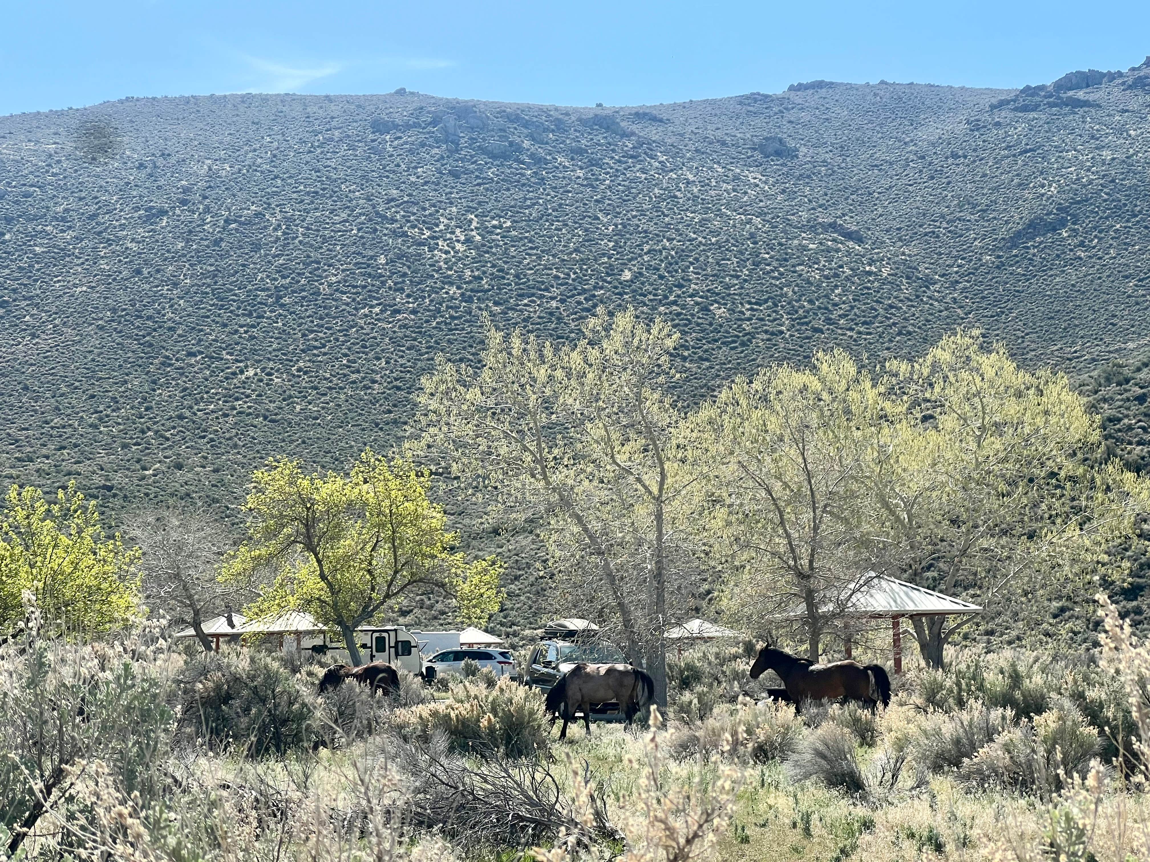 Jayne N.'s photo of camping with a horse at Washoe Lake State Park Campground near Eldorado National Forest
