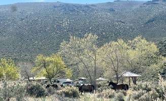 Jayne N.'s photo of camping with a horse at Washoe Lake State Park Campground near Dayton, NV