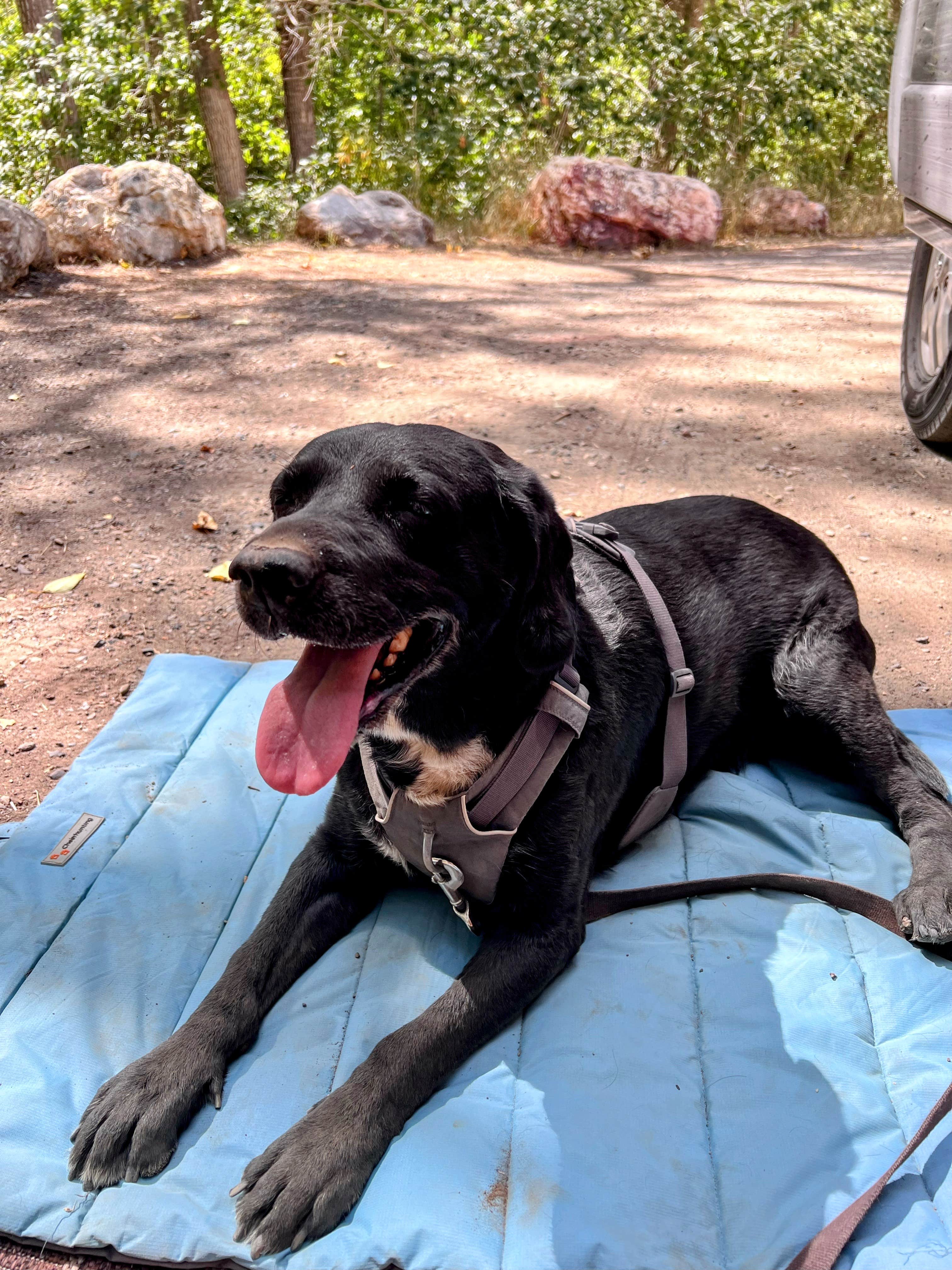 Kirsten G.'s photo of camping with pets at Water Canyon Recreation Area in Nevada