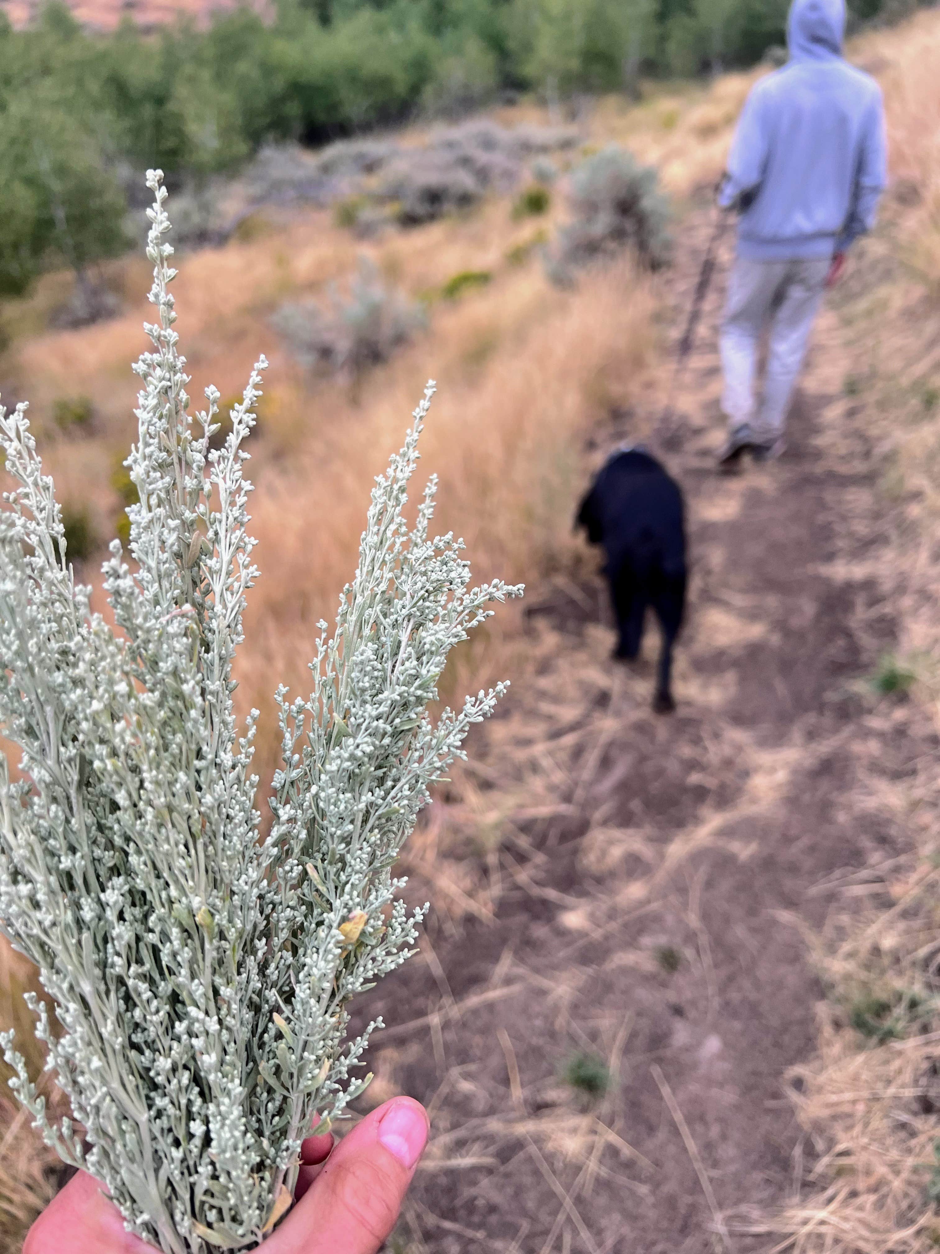 Kirsten G.'s photo of camping with pets at Water Canyon Recreation Area near Winnemucca, NV