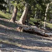 Review photo of Wheeler Peak Campground — Great Basin National Park by Thomas V., June 22, 2026