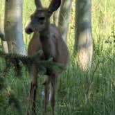 Review photo of Wheeler Peak Campground — Great Basin National Park by Michael G., July 11, 2025