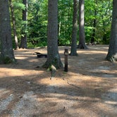 Review photo of Bear Brook State Park Campground by Roger W., October 4, 2023