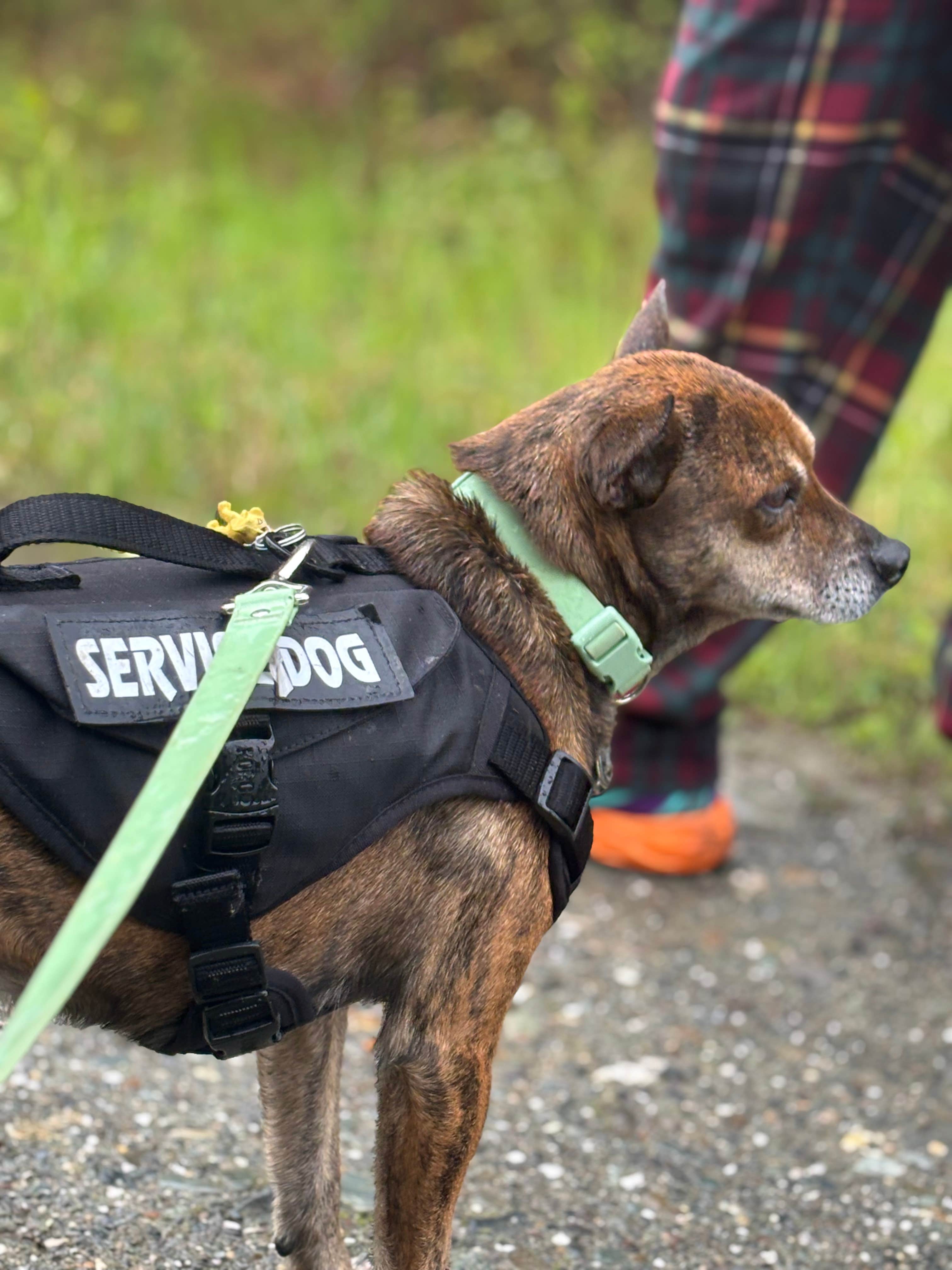 Alicia B.'s photo of camping with pets at Deer Mountain Campground near Eustis, ME